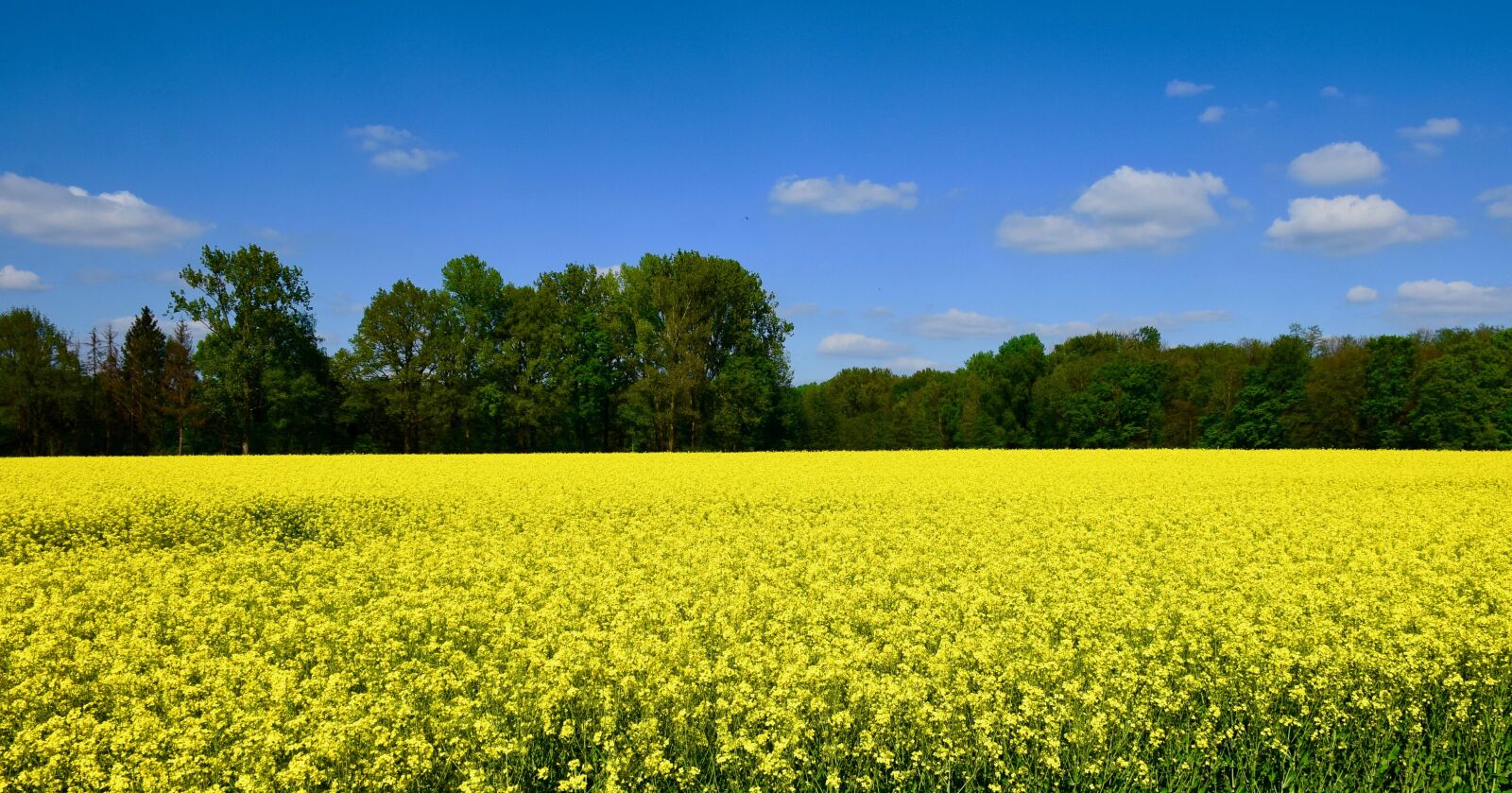 Nikon D5300 sample photo. Rapeseed, field, nature photography