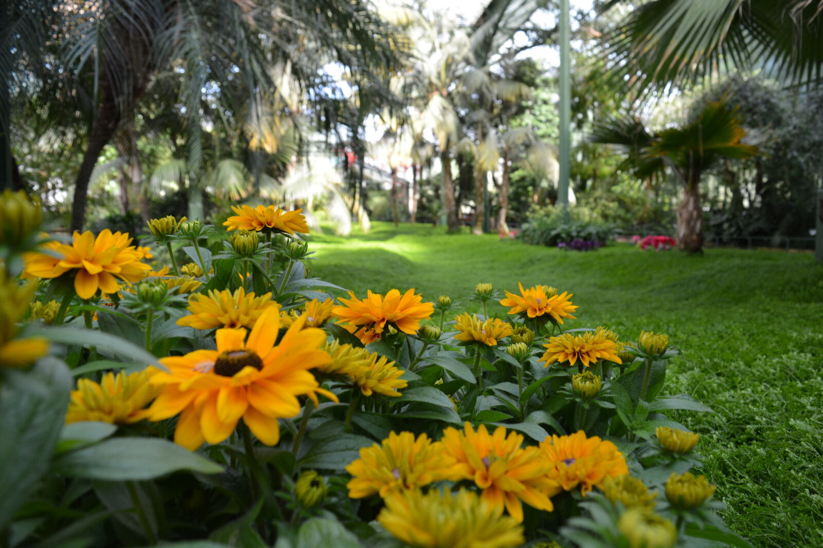 Nikon D5200 sample photo. Flowers photography