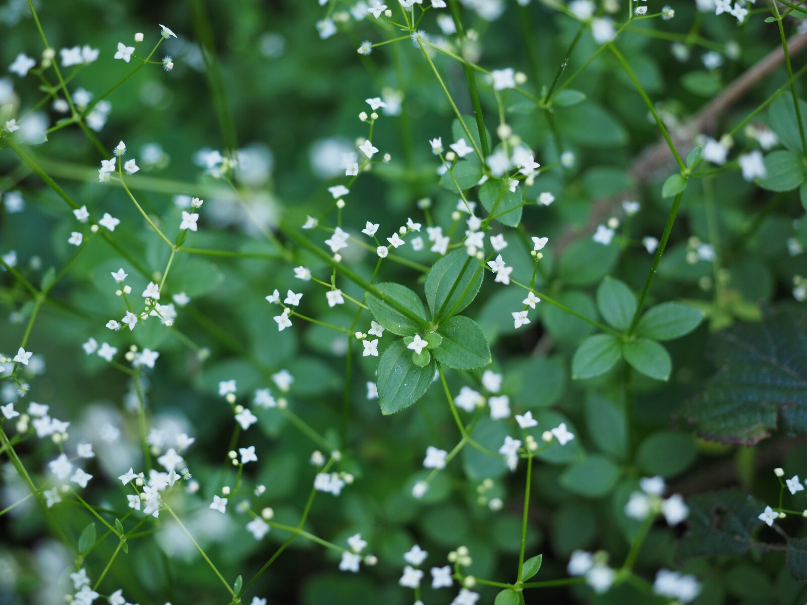 Olympus OM-D E-M1 + Olympus M.Zuiko Digital ED 12-40mm F2.8 Pro sample photo. Round-leaf bedstraw, flowers, white photography