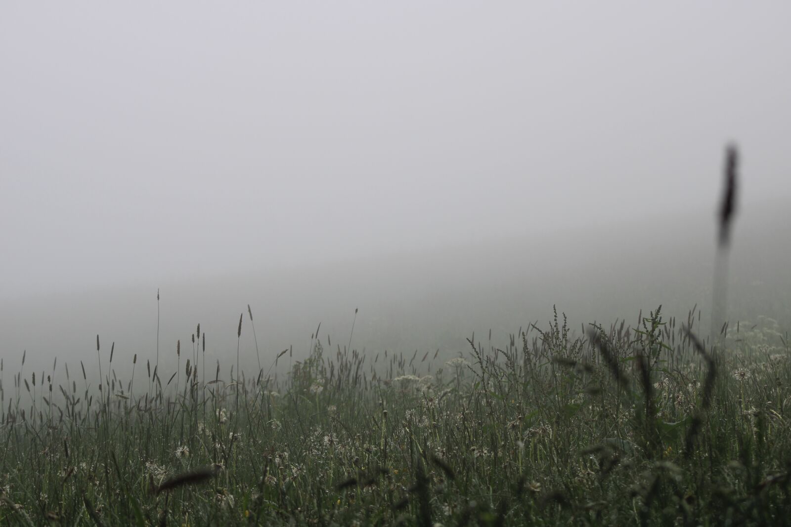 Canon EOS 2000D (EOS Rebel T7 / EOS Kiss X90 / EOS 1500D) sample photo. Clearing, mist, fog photography