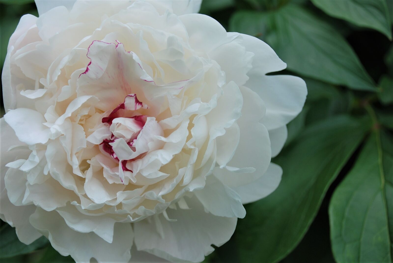 Nikon D80 sample photo. Peony, white, blossom photography
