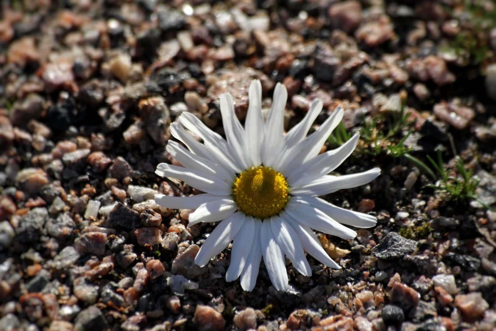 Canon EOS 550D (EOS Rebel T2i / EOS Kiss X4) sample photo. Flower, white, white blossom photography