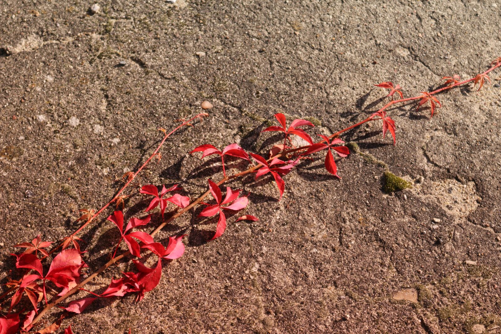 Canon EOS 100D (EOS Rebel SL1 / EOS Kiss X7) sample photo. Autumn, leaves, wine photography