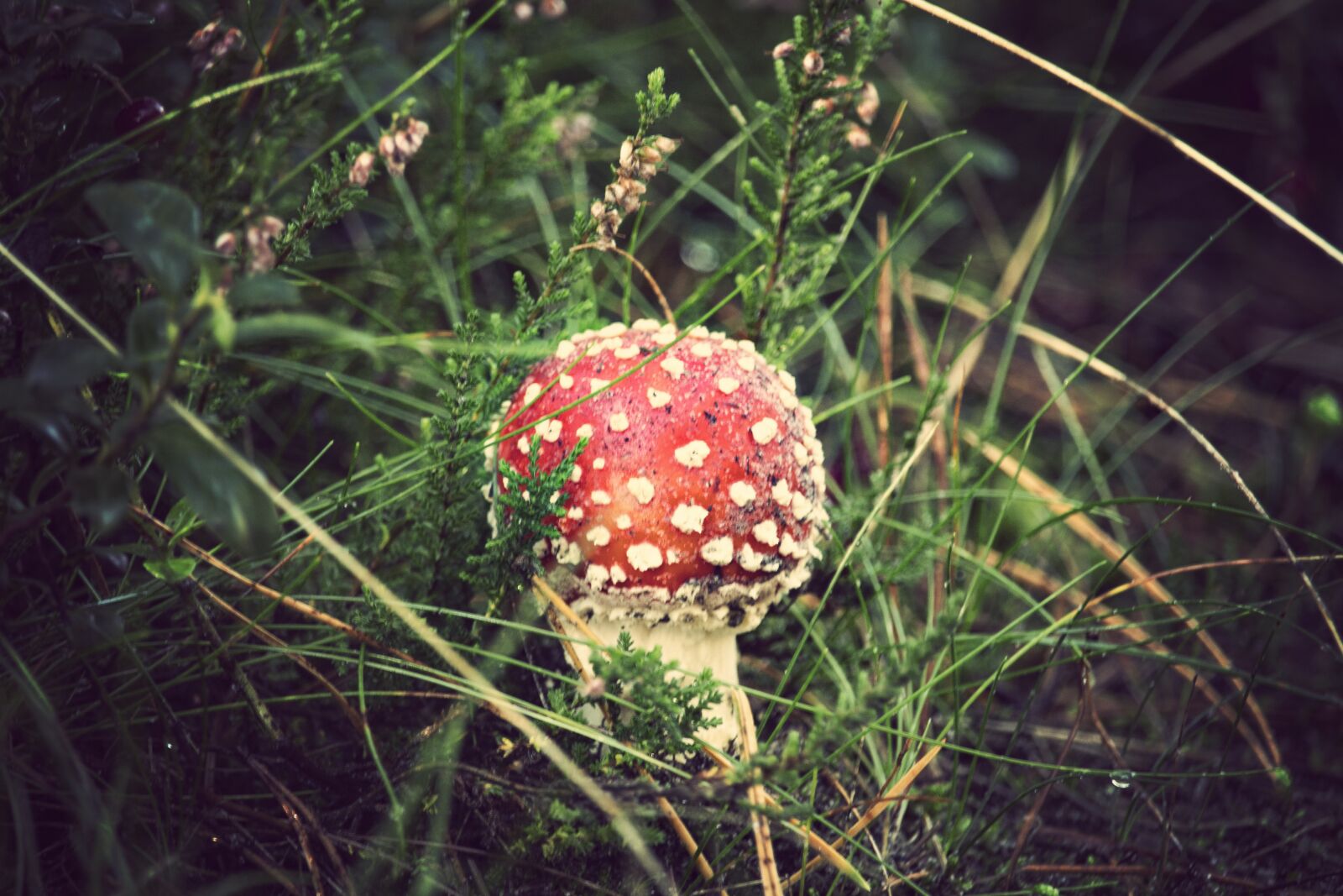Canon EF-S 55-250mm F4-5.6 IS STM sample photo. Fly agaric red, mushroom photography