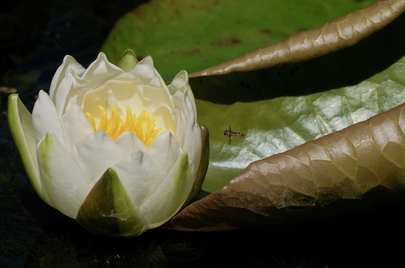 Sony DT 55-300mm F4.5-5.6 SAM sample photo. Water lily, aquatic plant photography