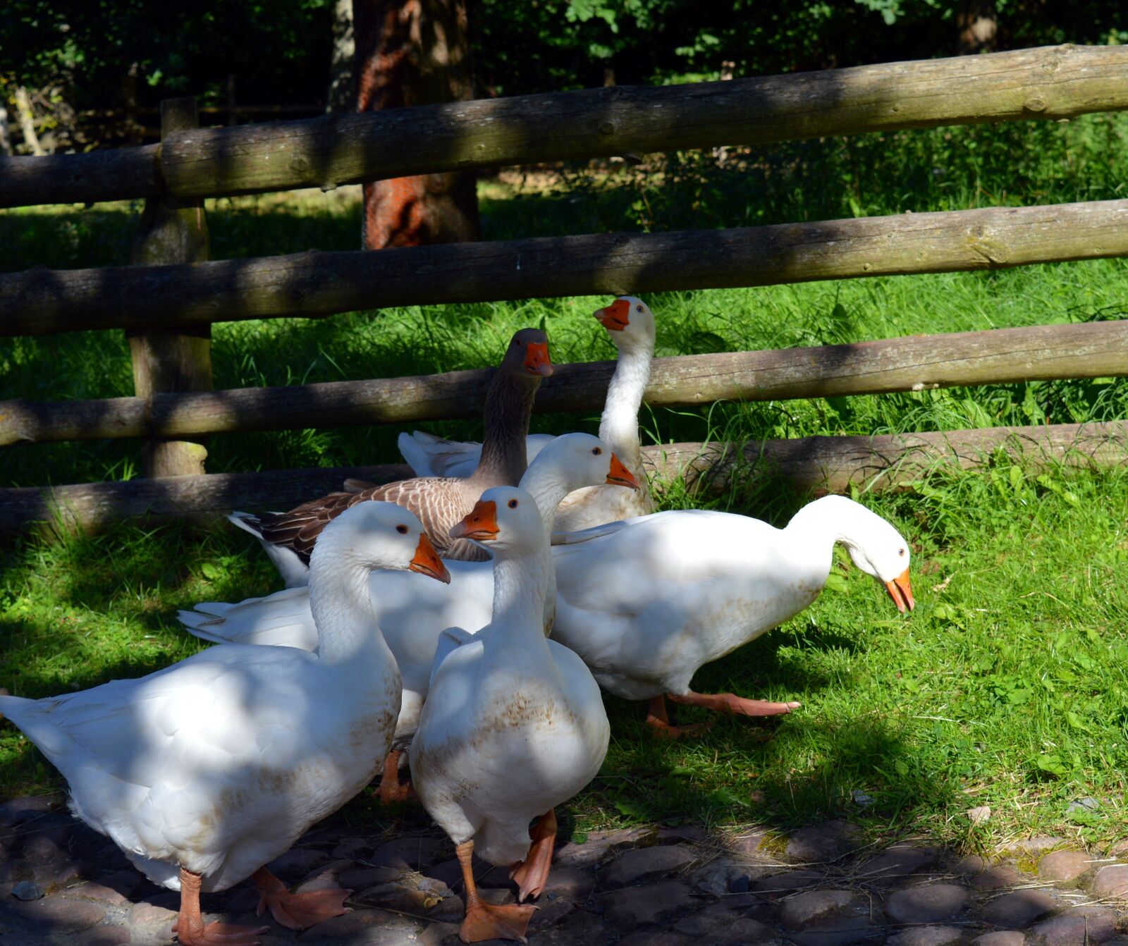Nikon D3200 sample photo. Goose, geese, bird photography