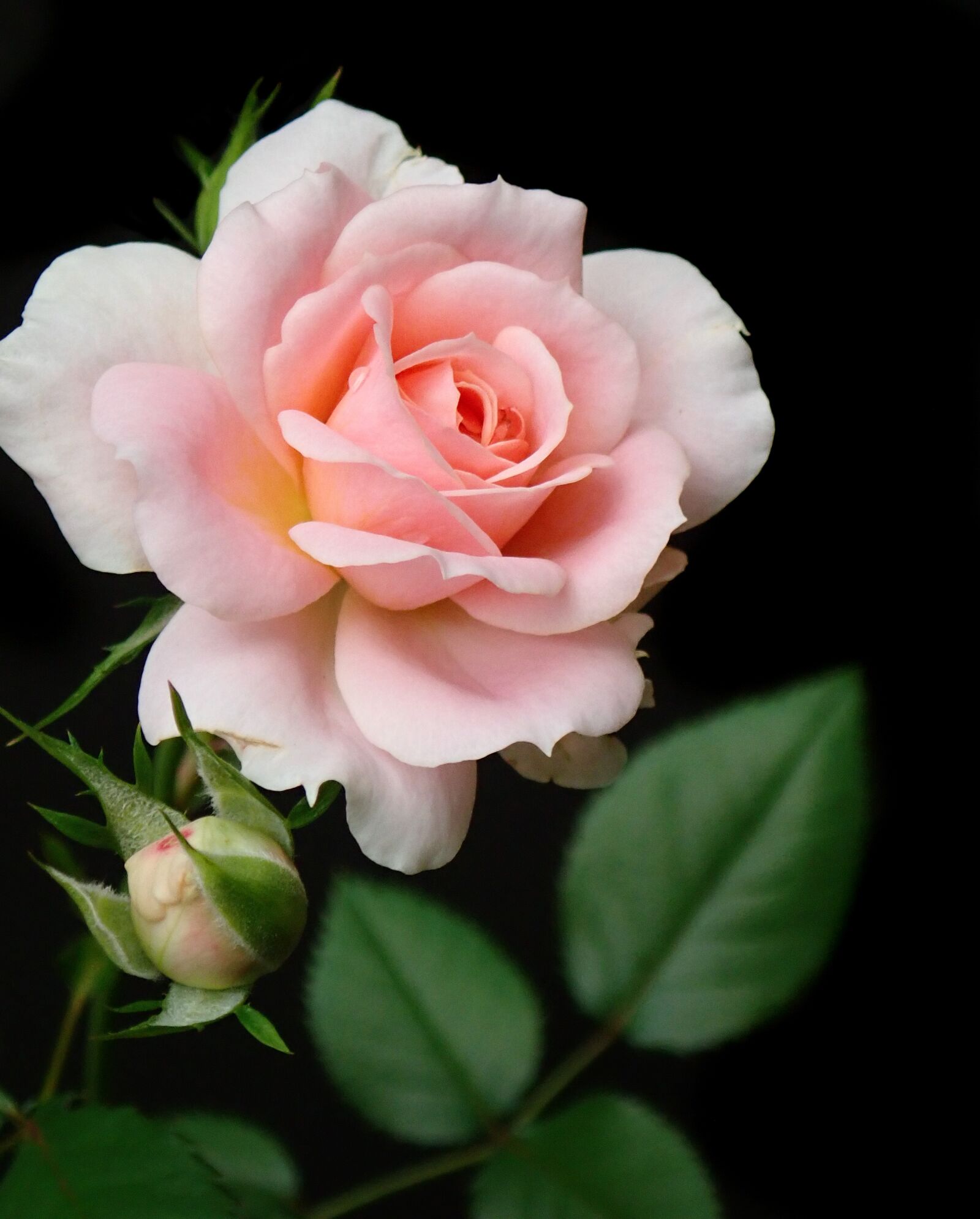Olympus TG-5 sample photo. Flower, pink, rose photography