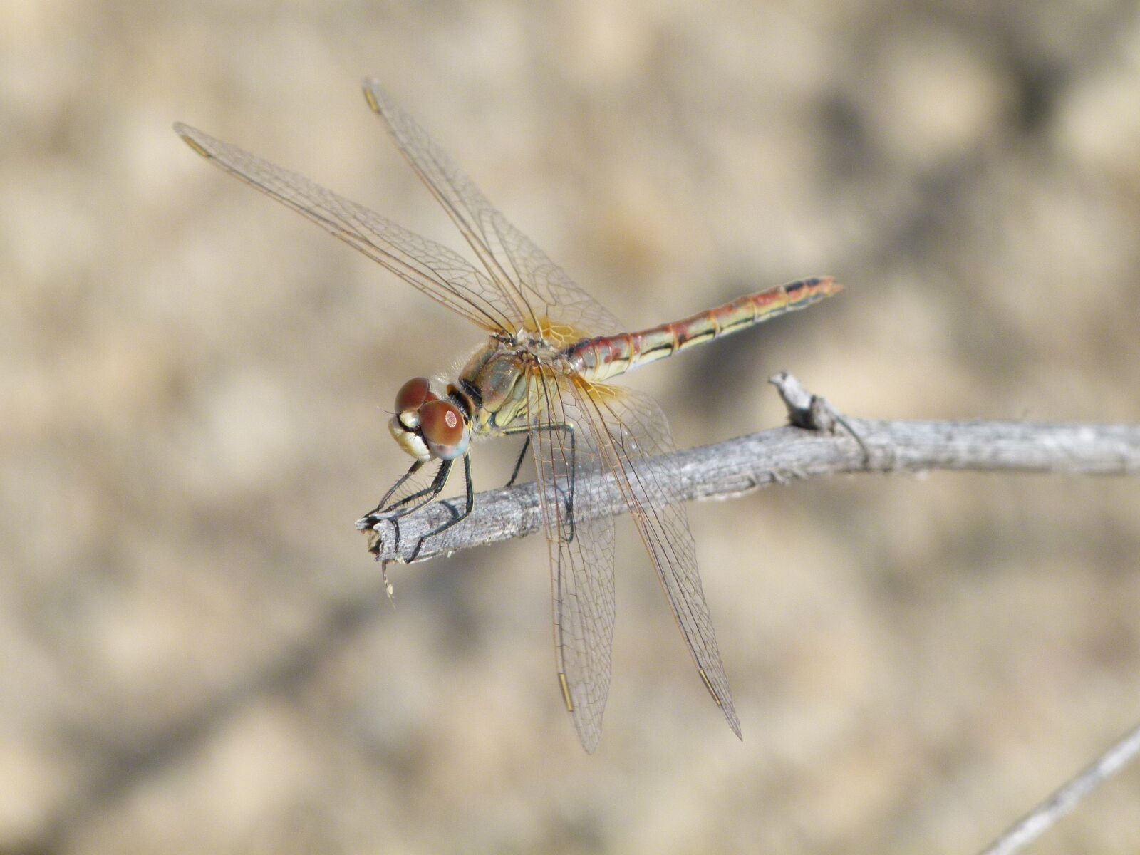 Leica V-Lux 2 sample photo. Dragonfly, branch, detail photography