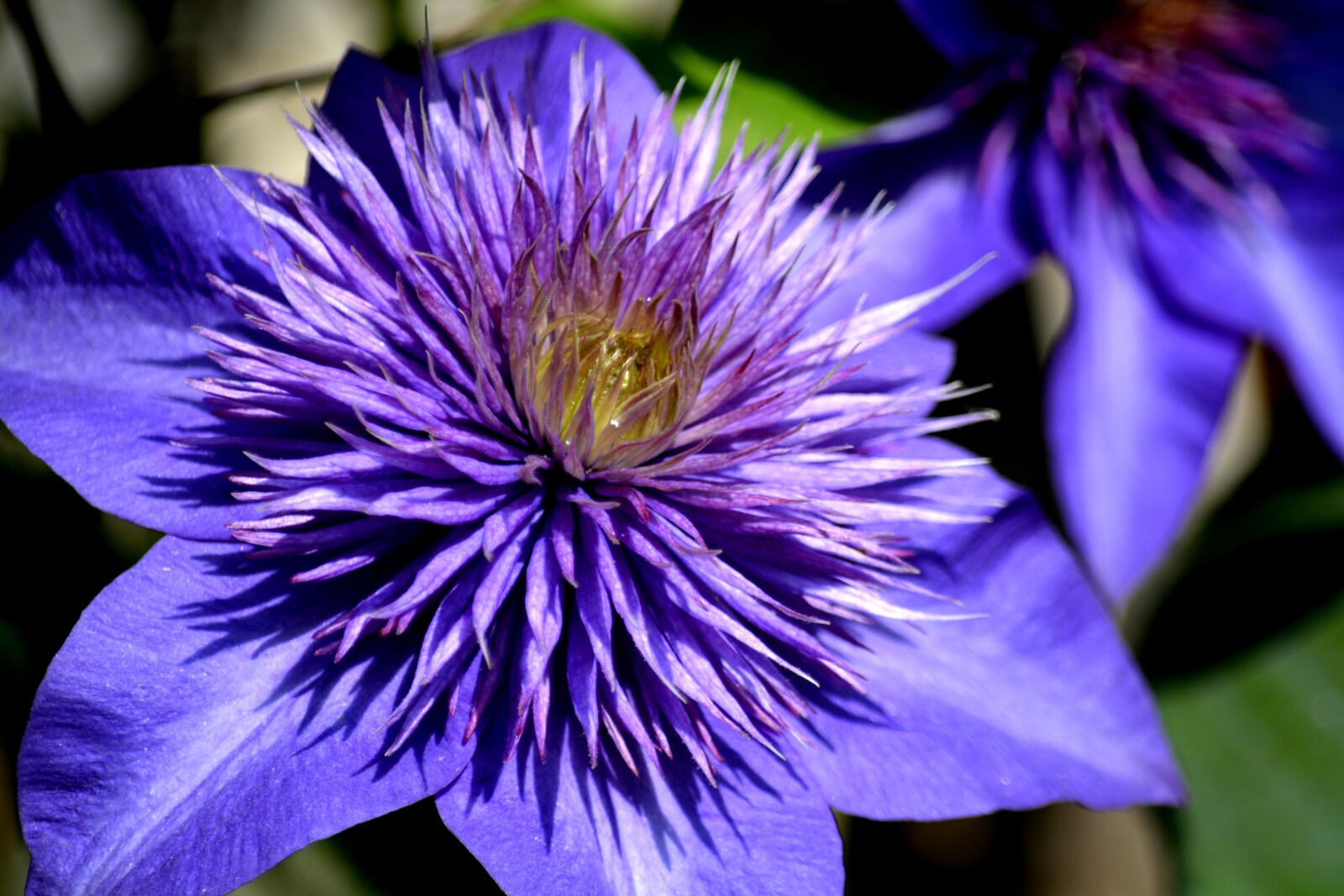 Nikon D7100 sample photo. Clematis, purple, flower photography