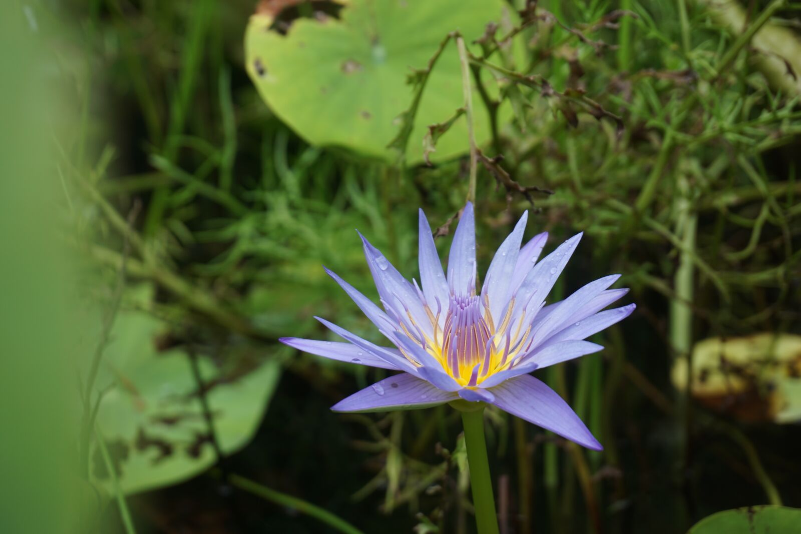 Sony a6000 sample photo. Flower, petals, plant photography