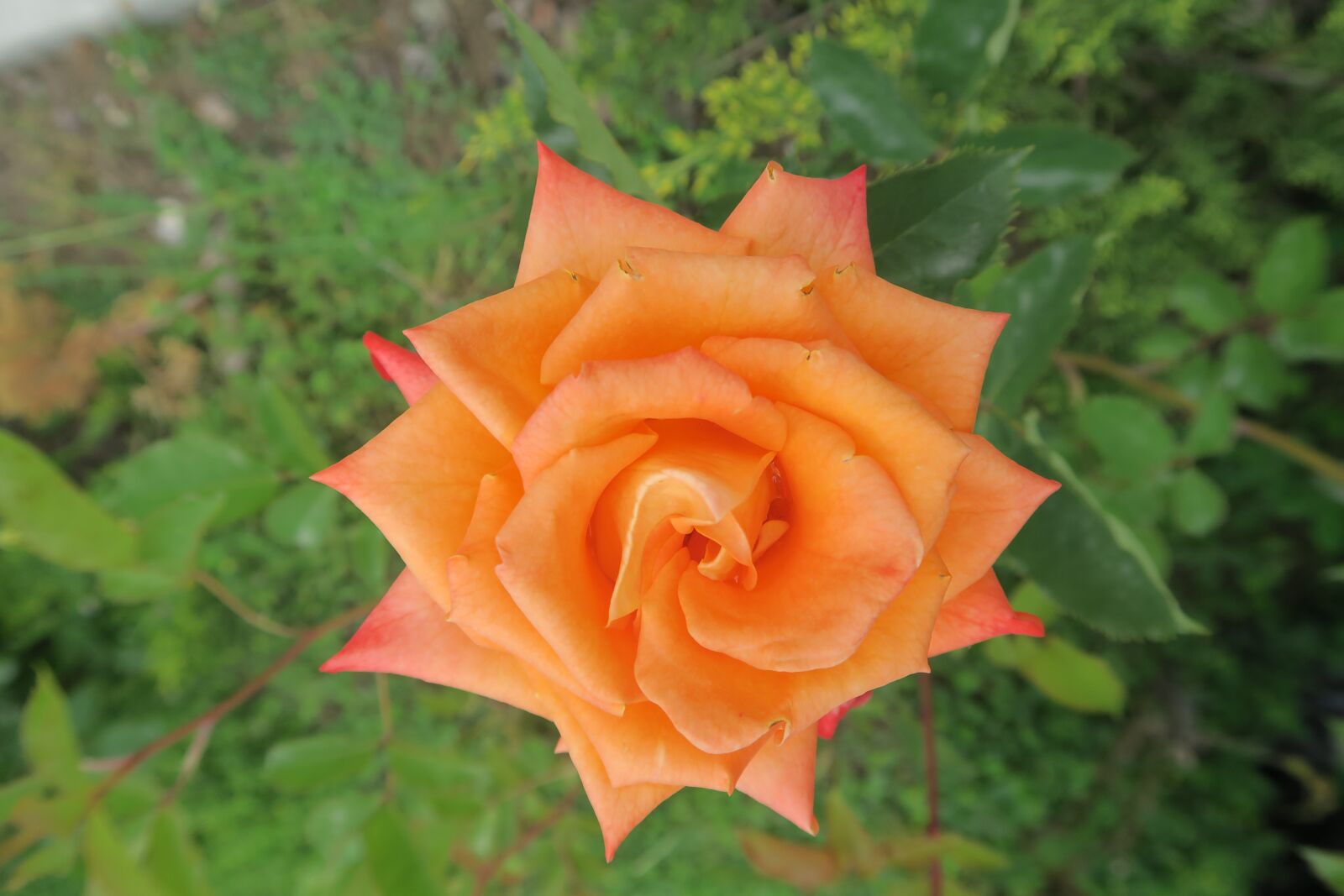 Canon PowerShot G7 X sample photo. Rose, spring, orange roses photography