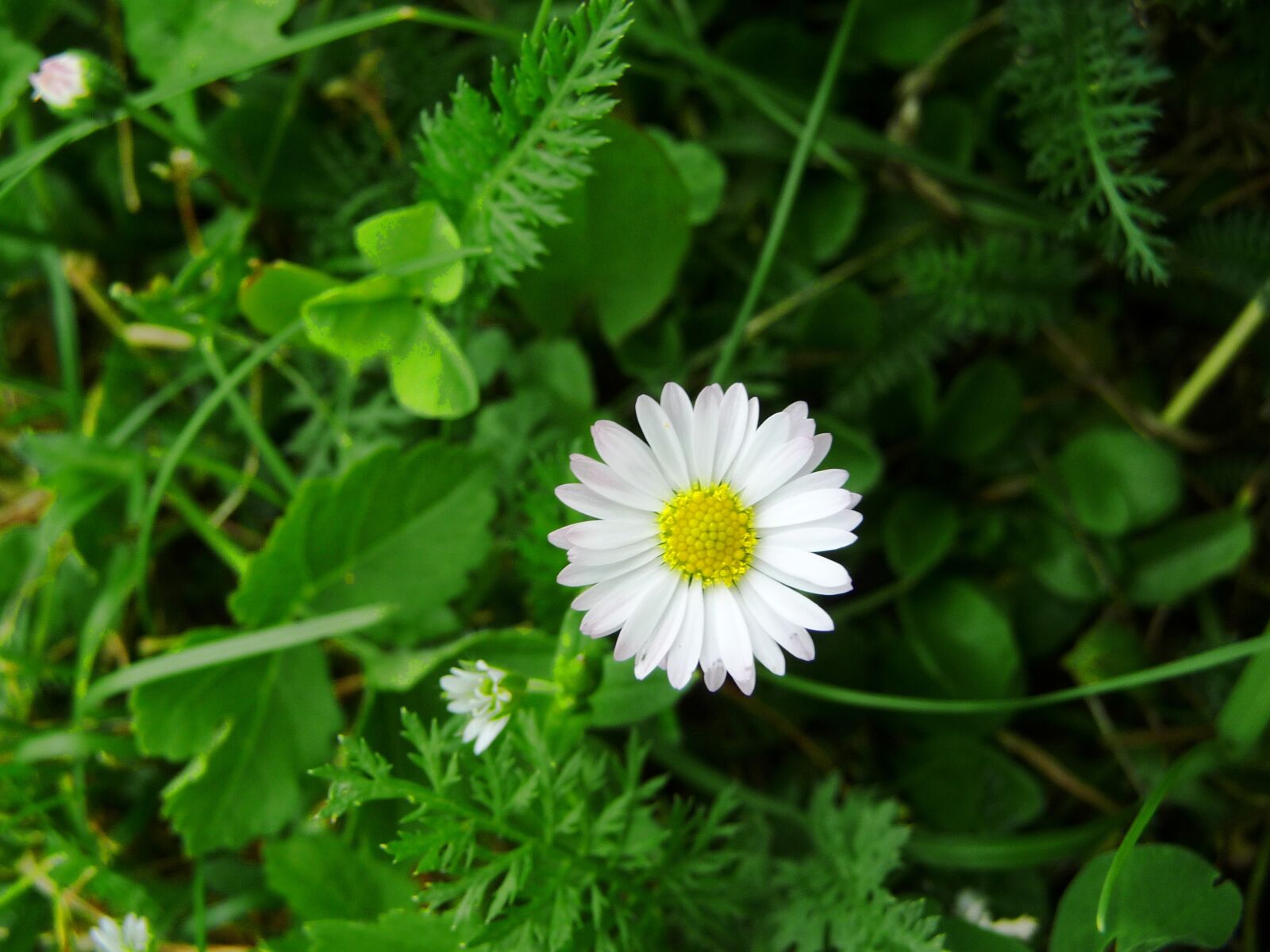 Panasonic Lumix DMC-TZ4 sample photo. Flower, daisy, grass photography