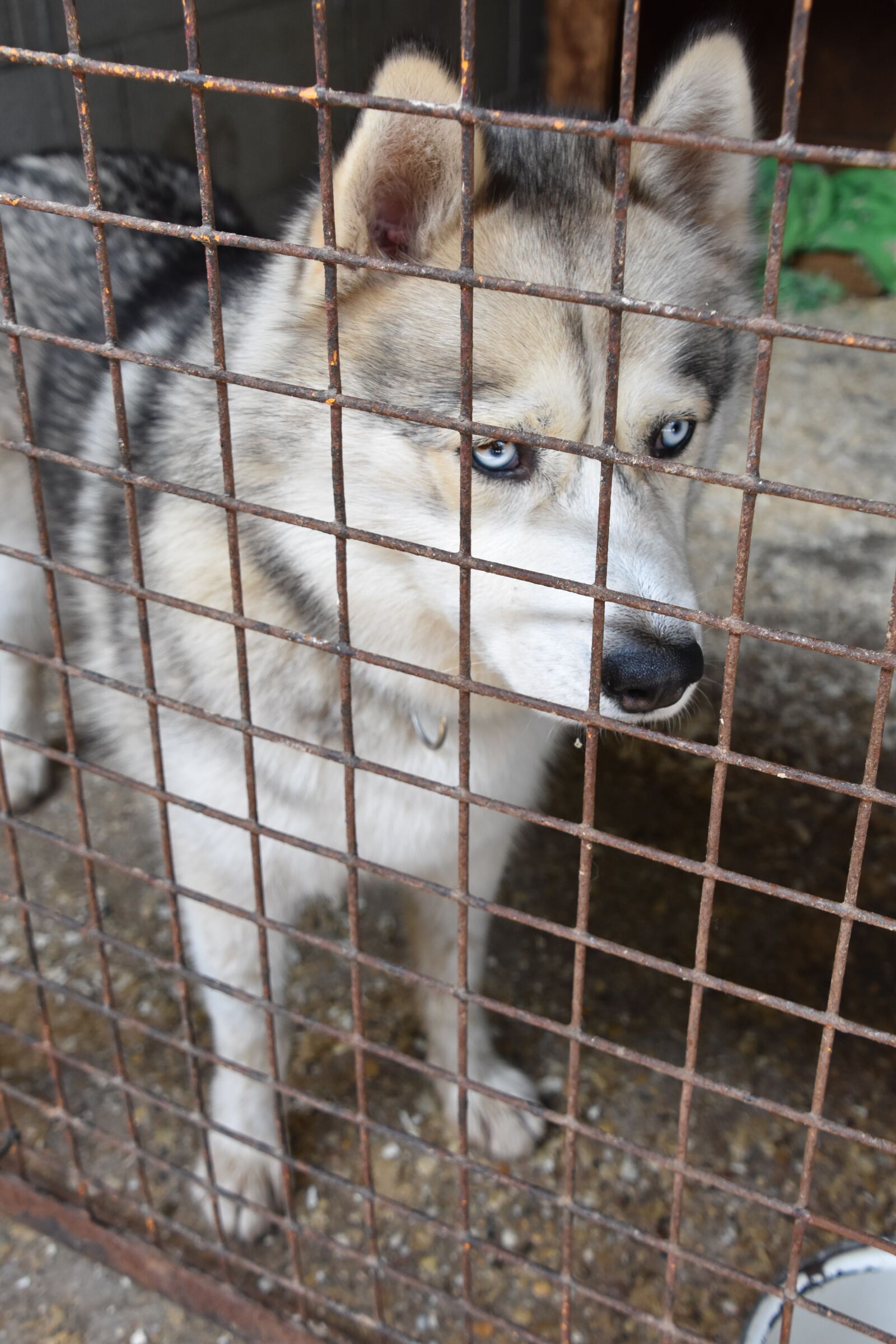 Nikon D7200 sample photo. Shelter, husky, dog photography