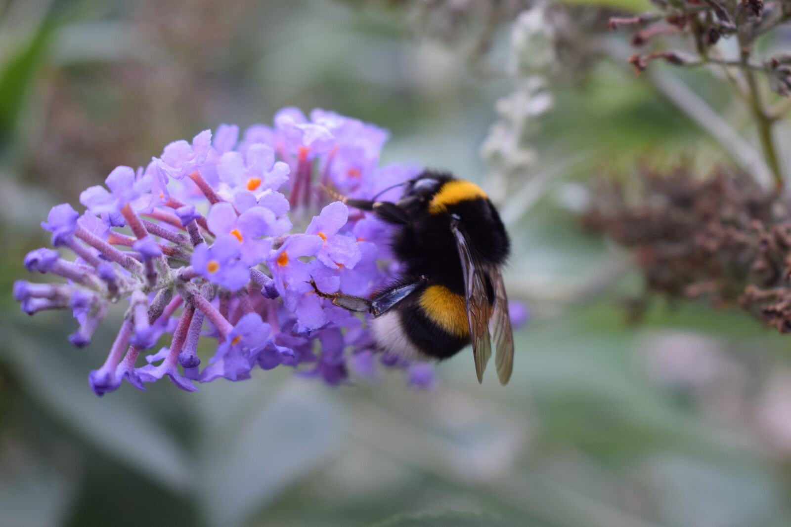 Nikon D3300 sample photo. Bumblebee, butterfly bush, garden photography