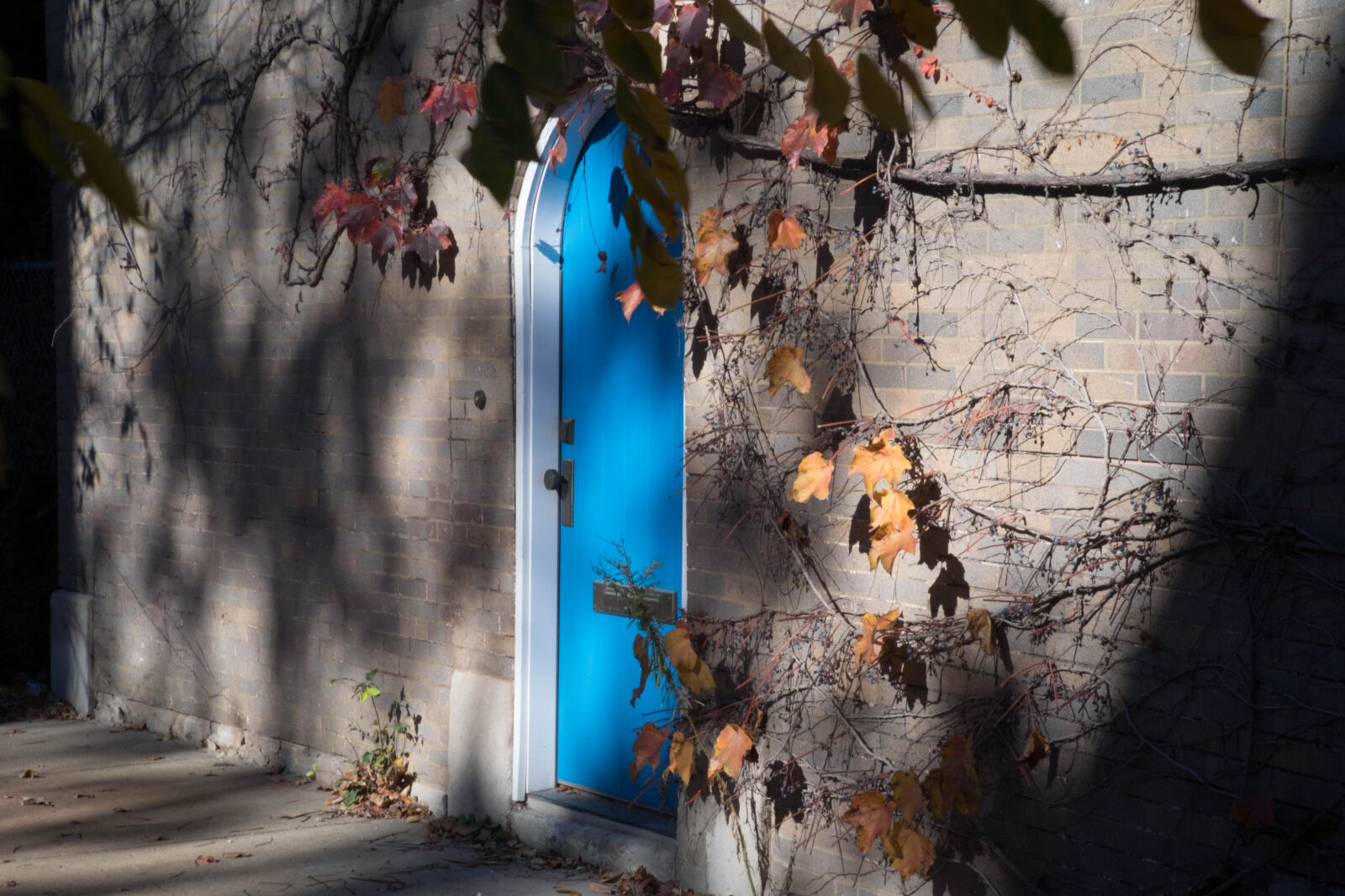 Fujifilm X-T10 sample photo. Blue, door, stroll, vines photography