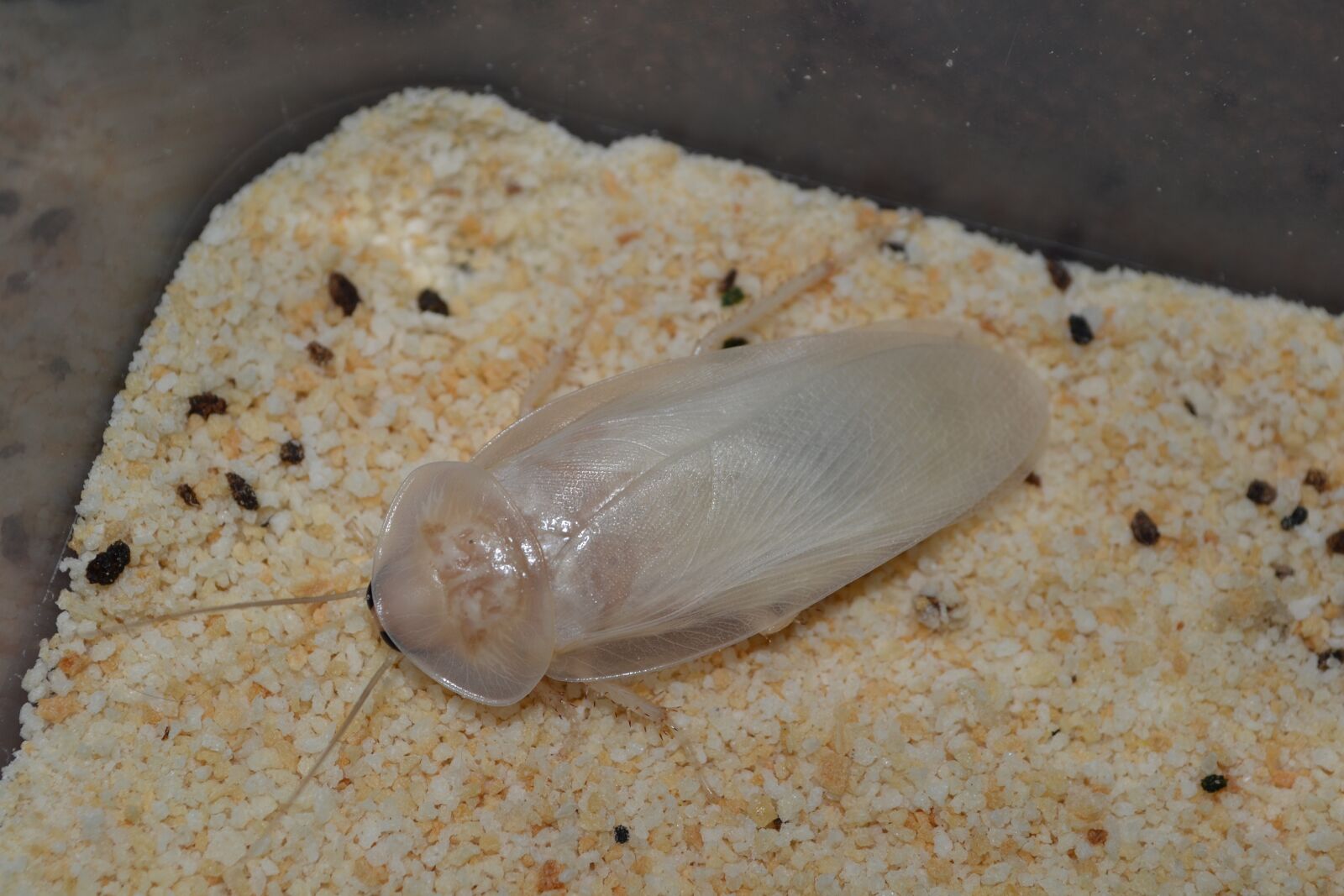 Nikon D3100 sample photo. Nature, closeup, worm photography