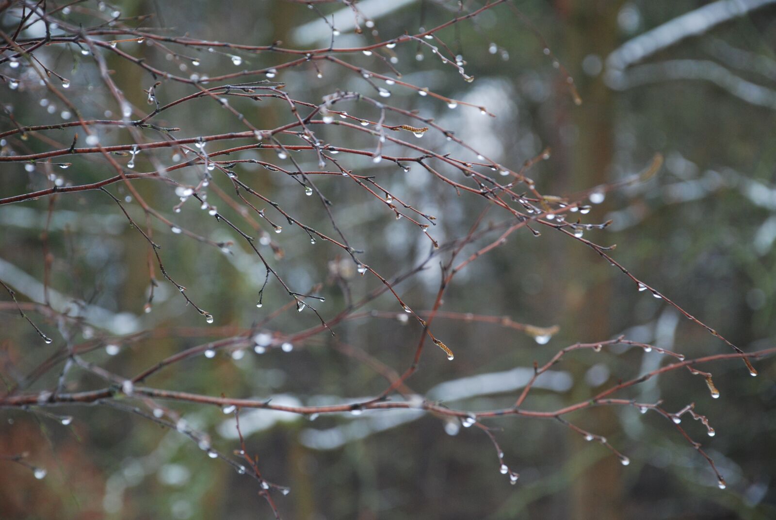 Nikon D80 sample photo. Forest, rain, drop of photography