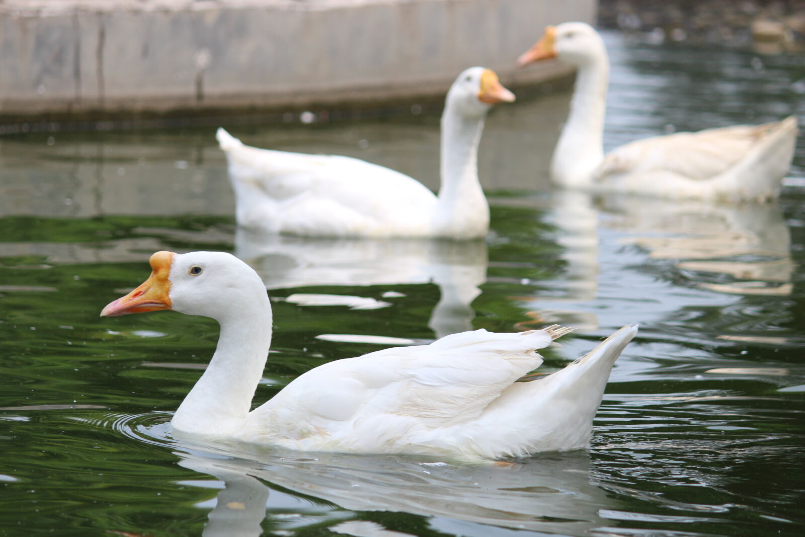 Canon EF-S 55-250mm F4-5.6 IS II sample photo. Geese, mother, nature, nature photography