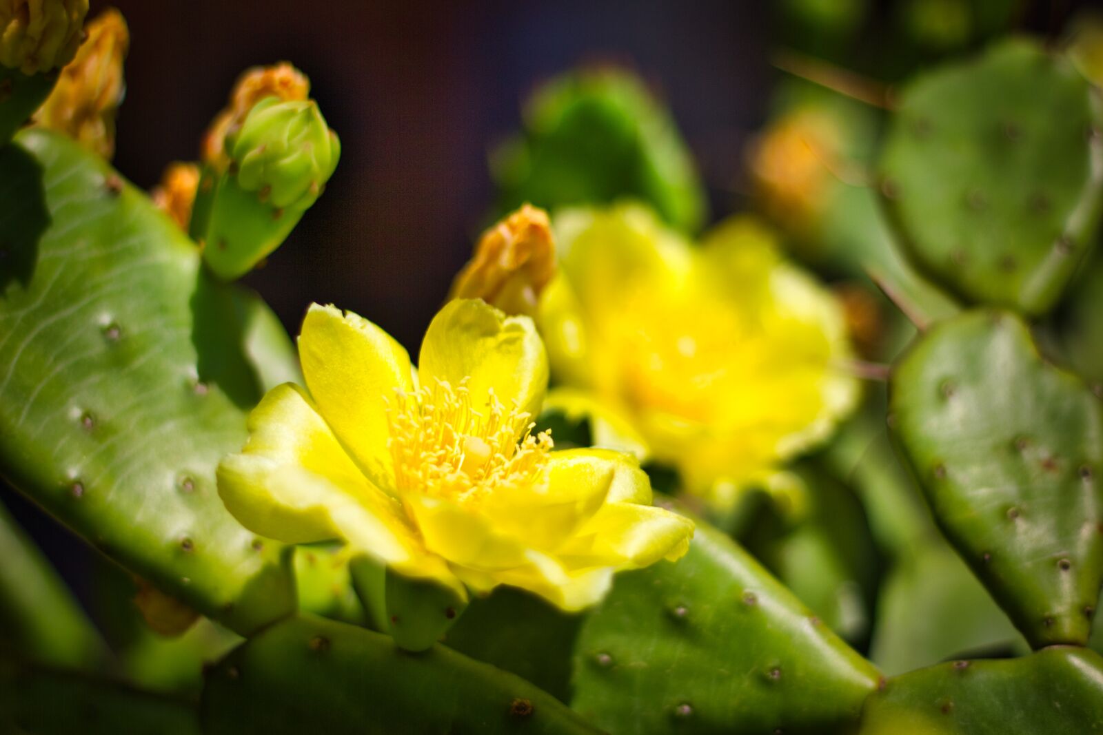 Canon EOS 550D (EOS Rebel T2i / EOS Kiss X4) sample photo. Flower, yellow, nature photography