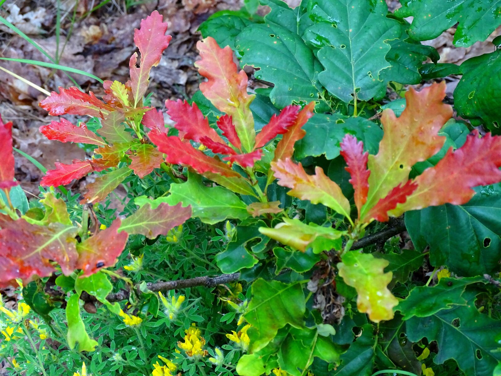 Sony Cyber-shot DSC-HX400V sample photo. Forest, oak, colors photography