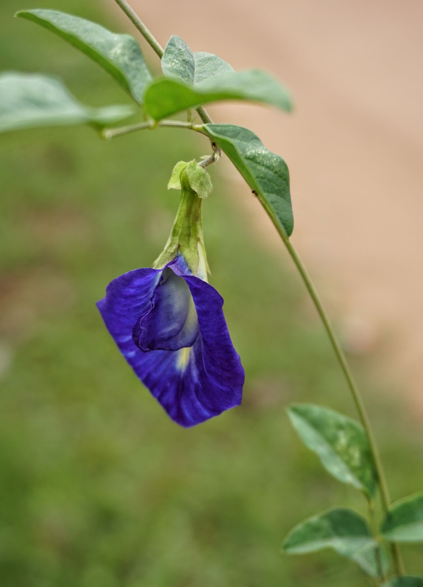 Sony a6300 sample photo. Clitoria ternatea, butterfly, pea photography