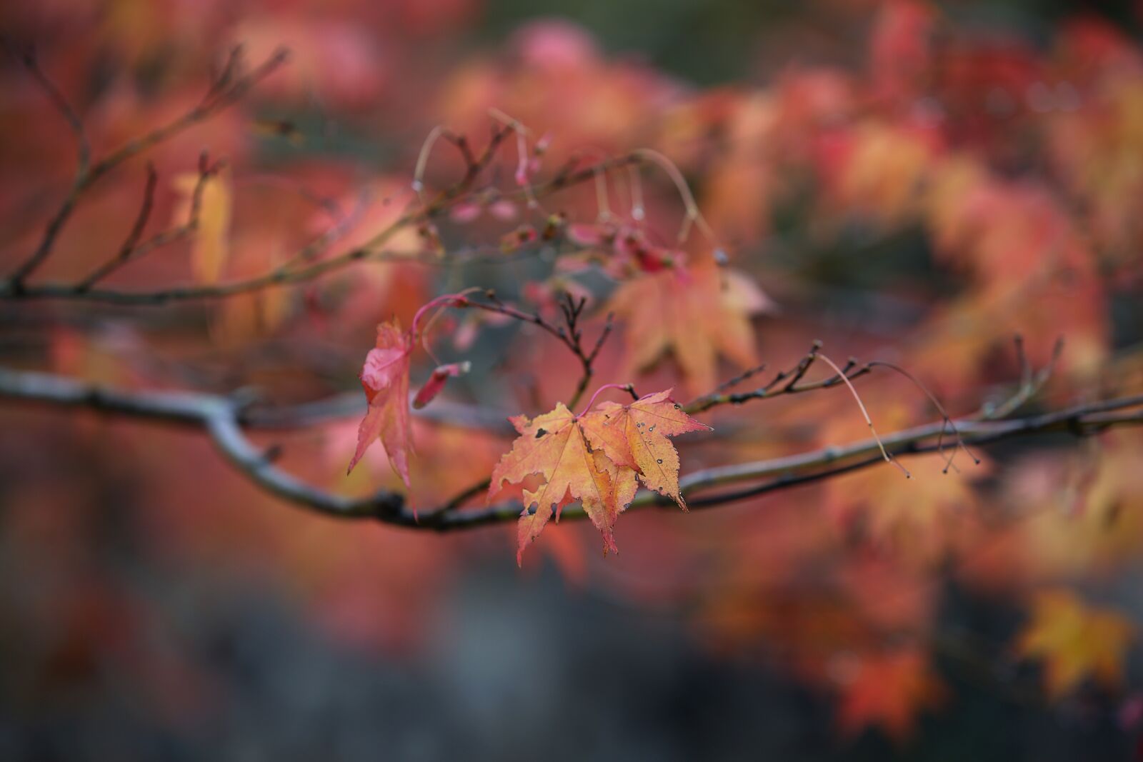 Canon EF 70-200mm F2.8L IS II USM sample photo. Autumn leaves, autumn, nature photography