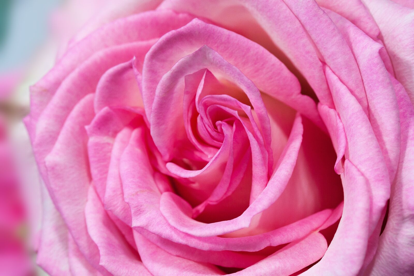 Canon EOS 50D sample photo. Rose, macro, flower photography