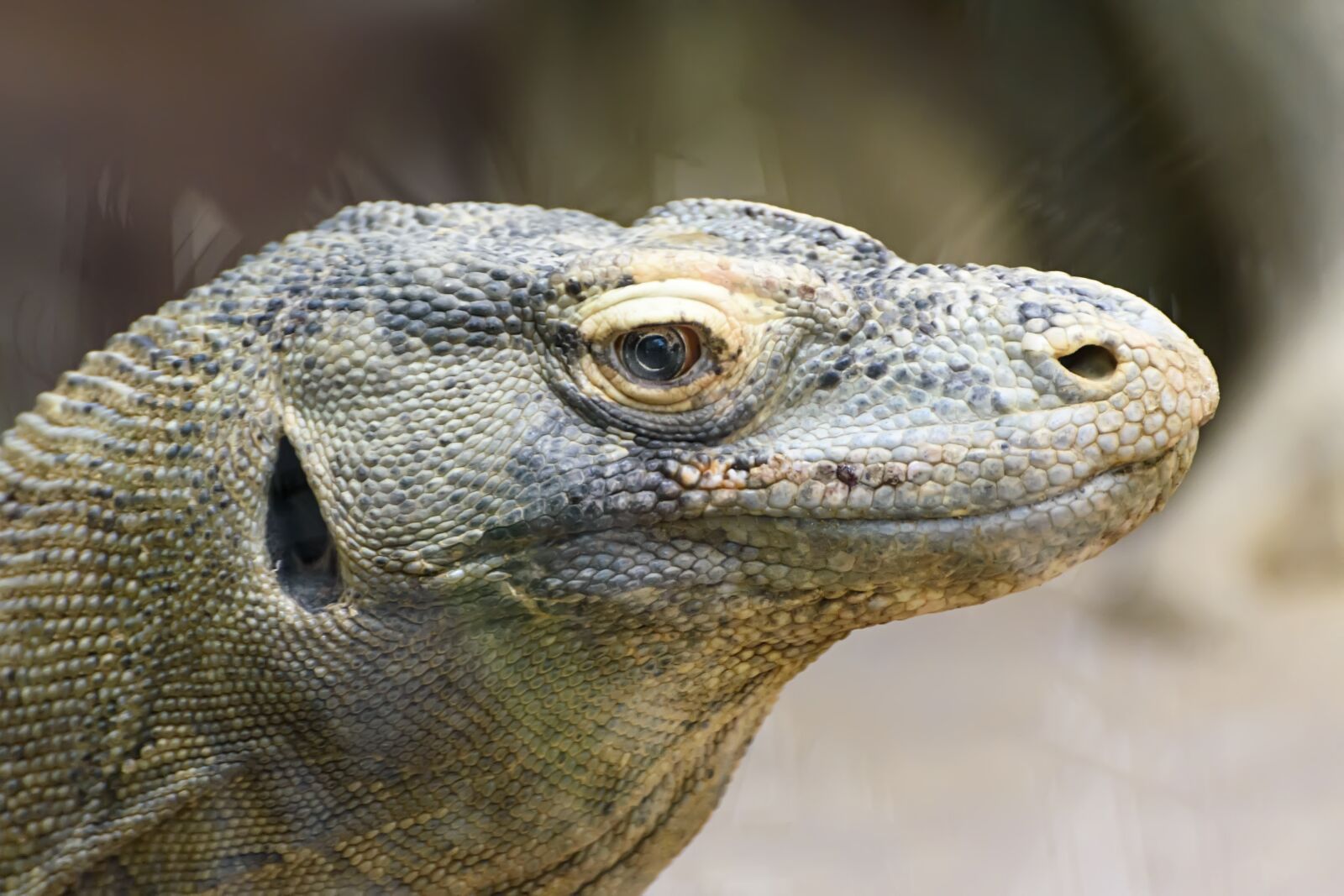 Nikon D5500 sample photo. Reptiles, komodo dragon, zoo photography
