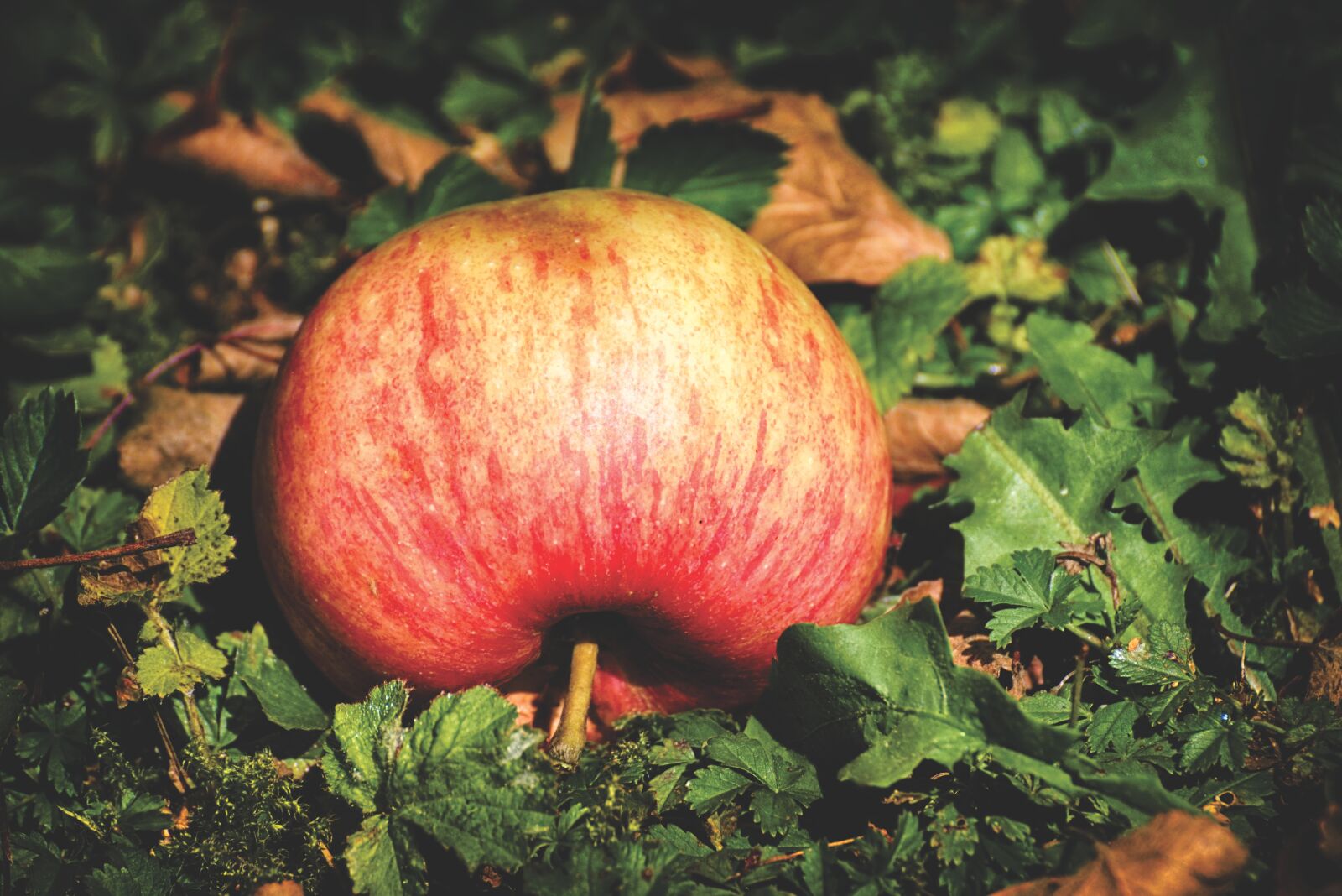 Nikon D7200 sample photo. Apple, ripe, red photography