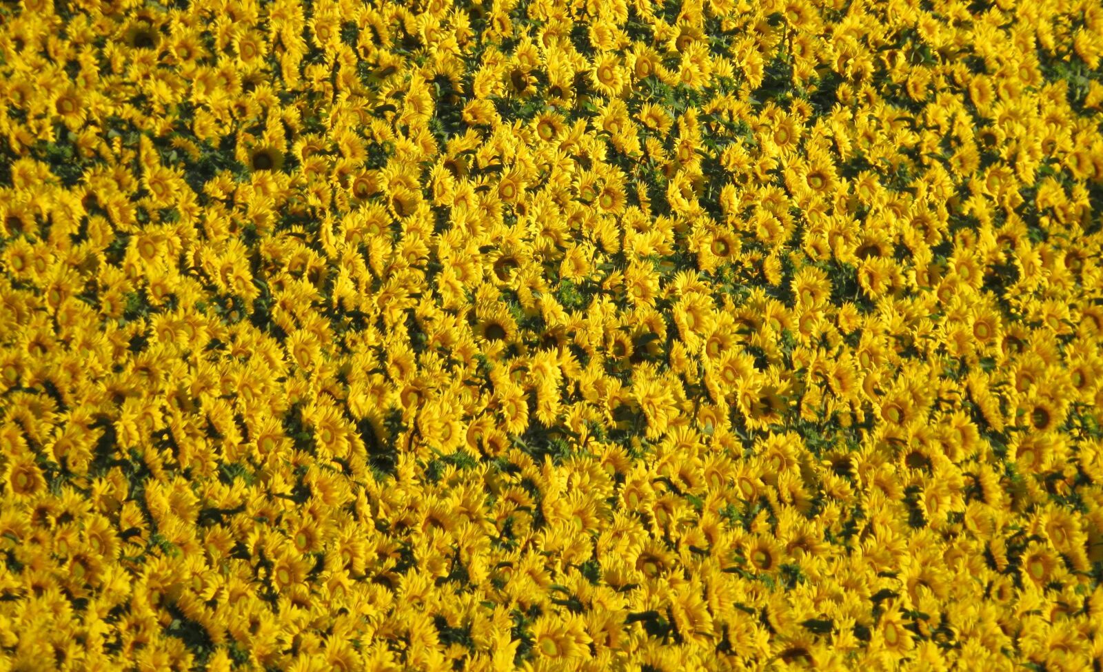 Canon PowerShot SX50 HS sample photo. Background, sunflower field, nature photography