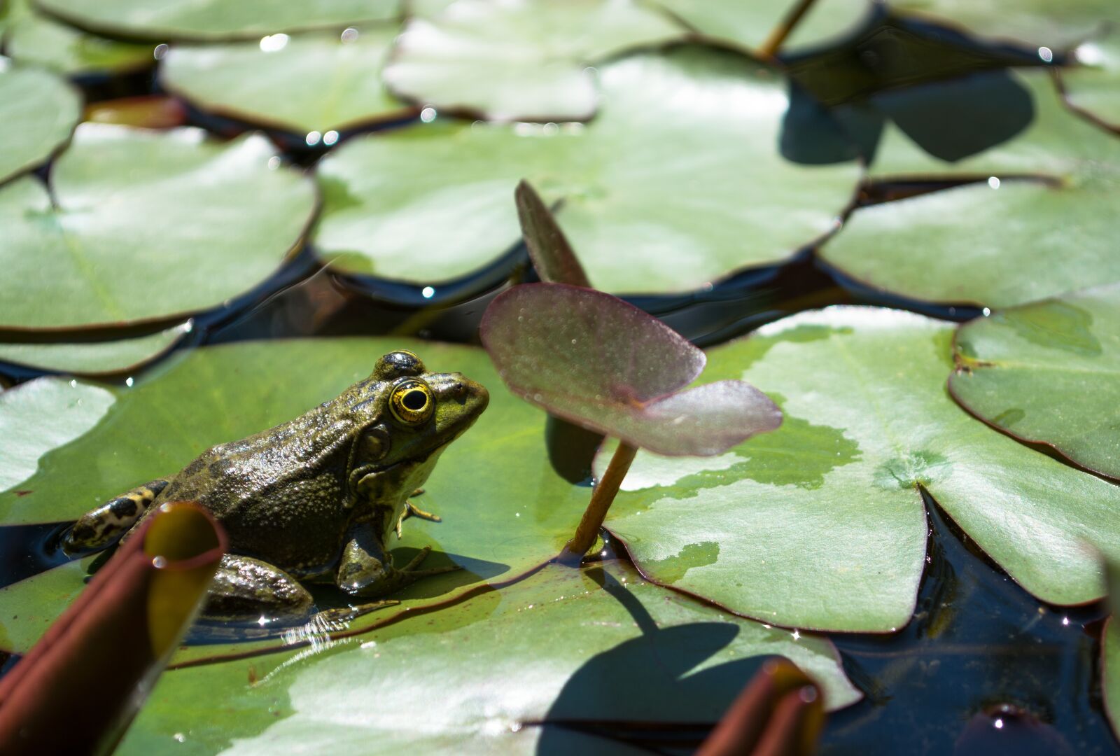 Nikon D5200 sample photo. Frog, green, pond photography