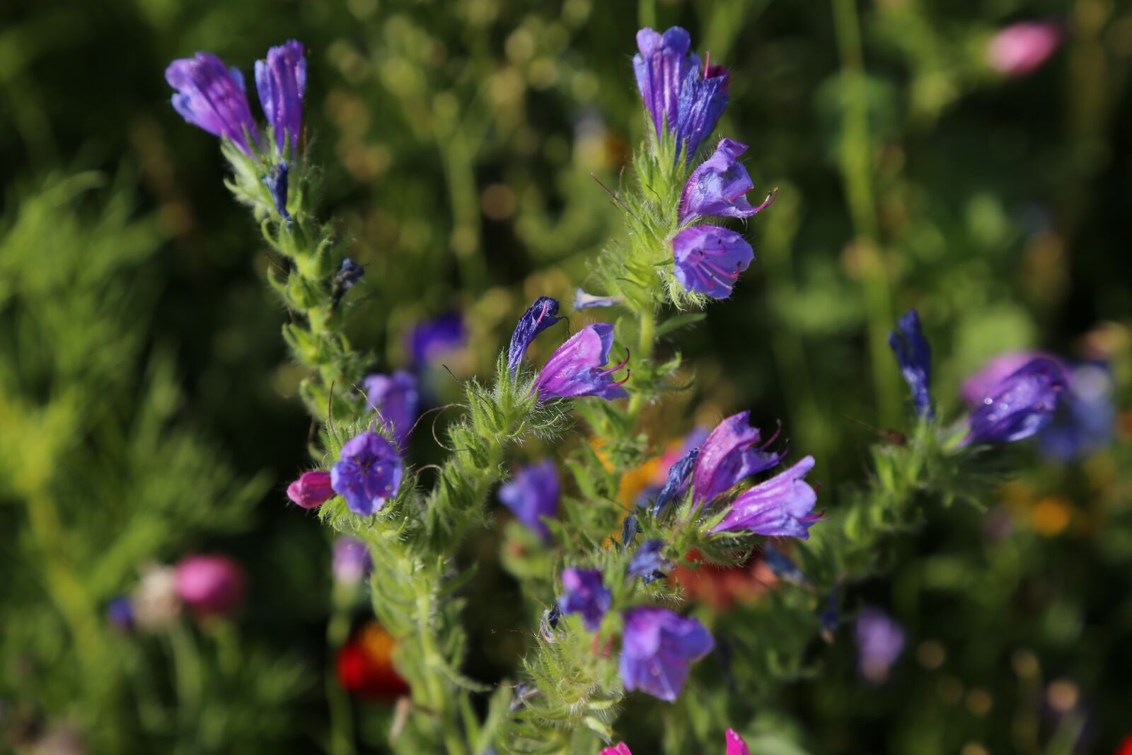 Canon EF 24-105mm F4L IS USM sample photo. Flowers, meadow, flower meadow photography