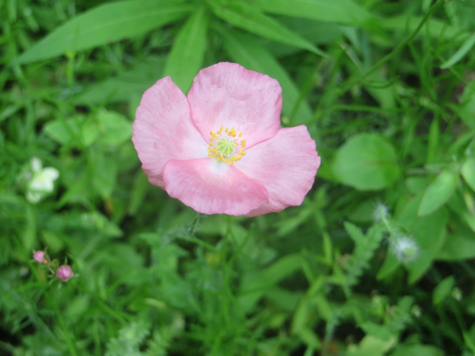 Canon PowerShot SX260 HS sample photo. Pink, poppy, bloom photography