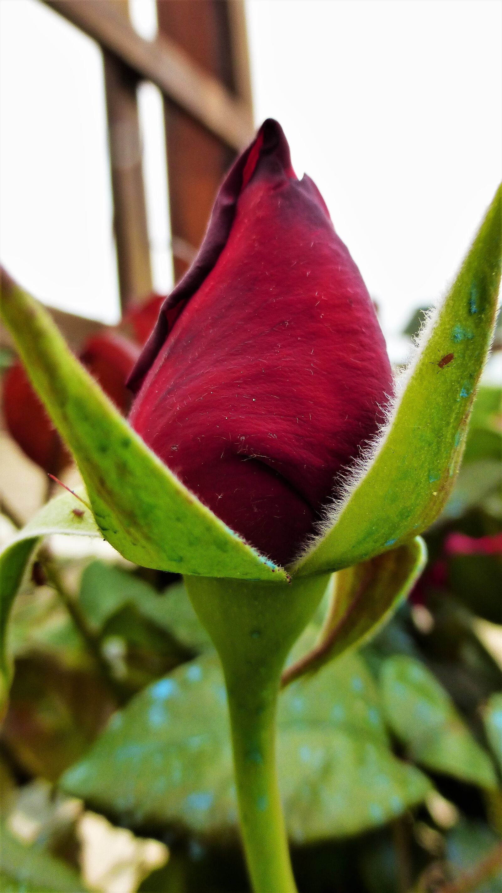 Panasonic Lumix DMC-ZS25 (Lumix DMC-TZ35) sample photo. Flower, nature, plant photography