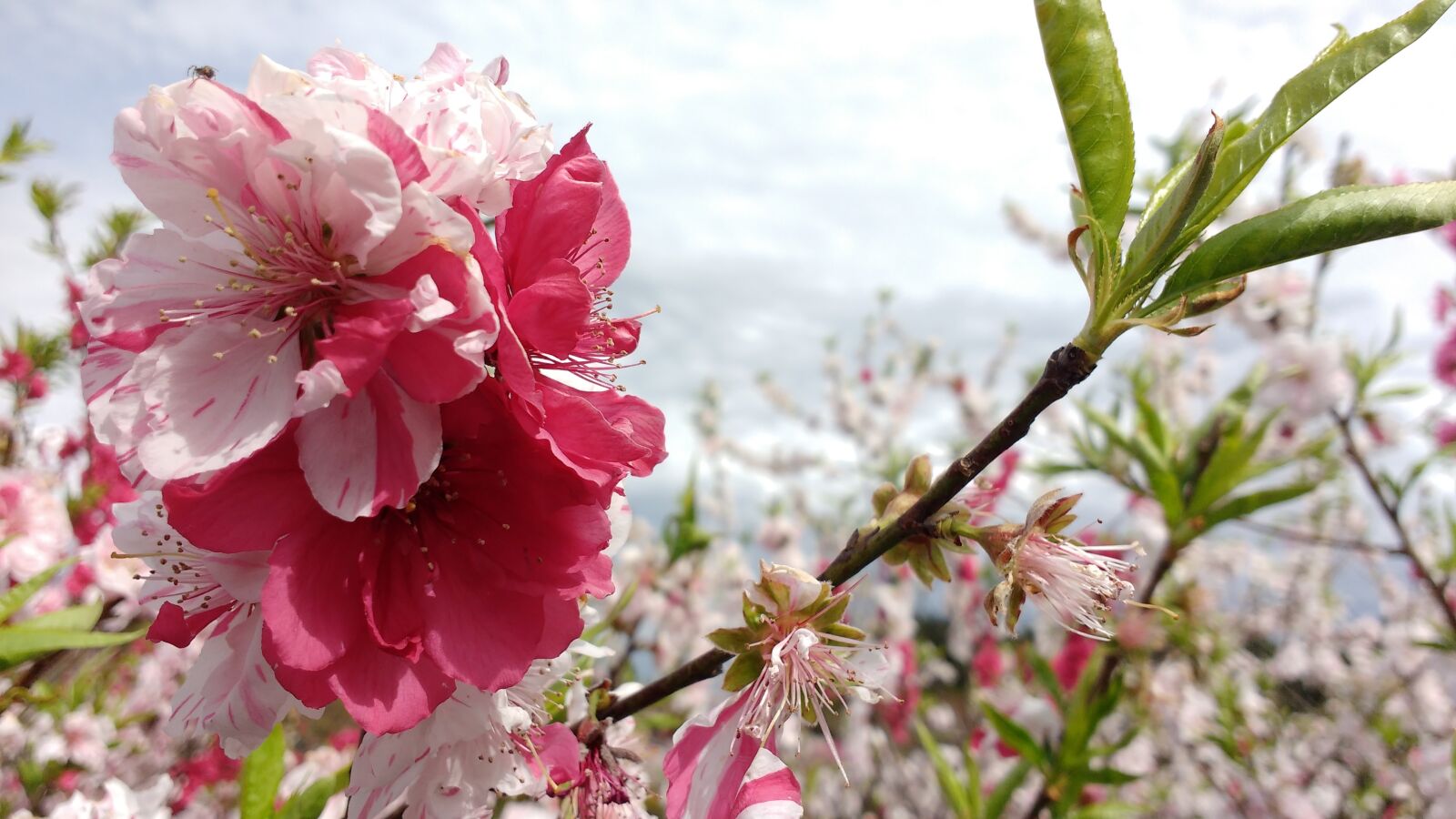 Motorola MotoG3 sample photo. Cherry, blossoms, japan photography