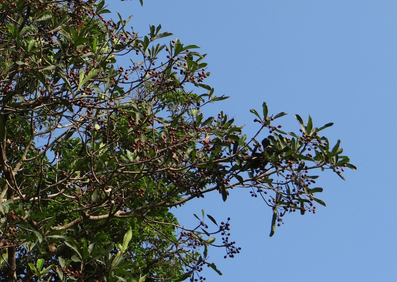 Sony DSC-HX200V sample photo. Aglaia elaeagnoidea, aglaia roxburghiana photography