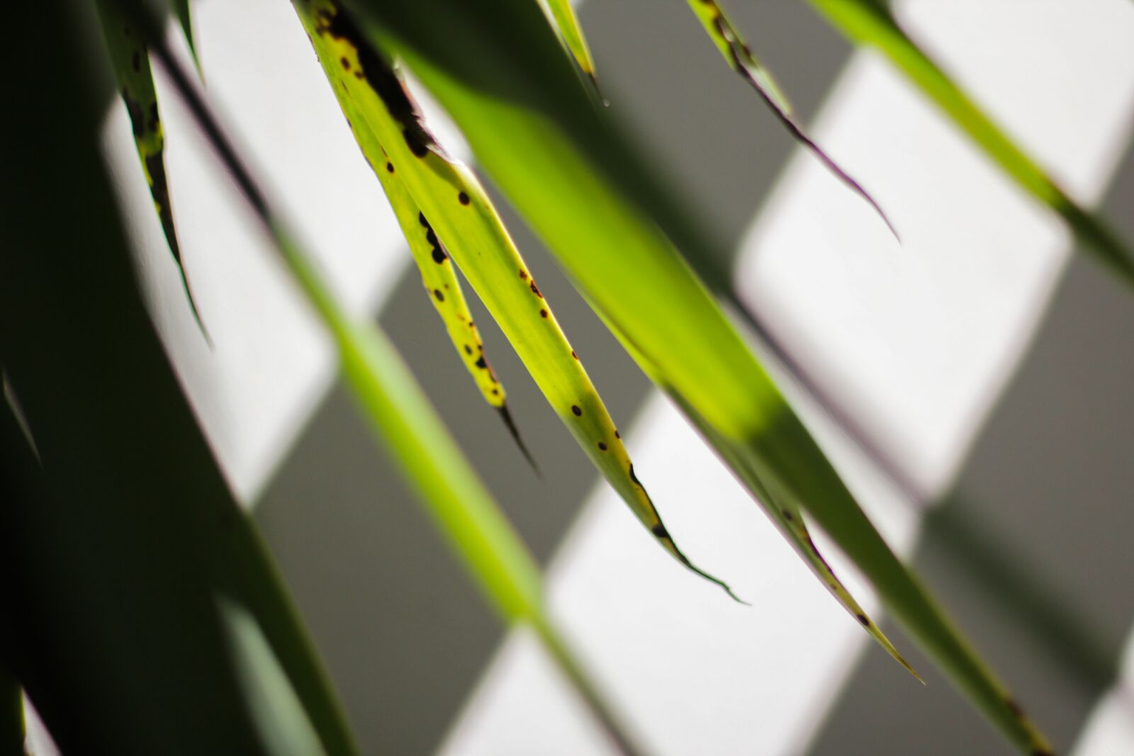 Canon EOS 60D + Canon EF 50mm F1.4 USM sample photo. Leaves, ray of light photography