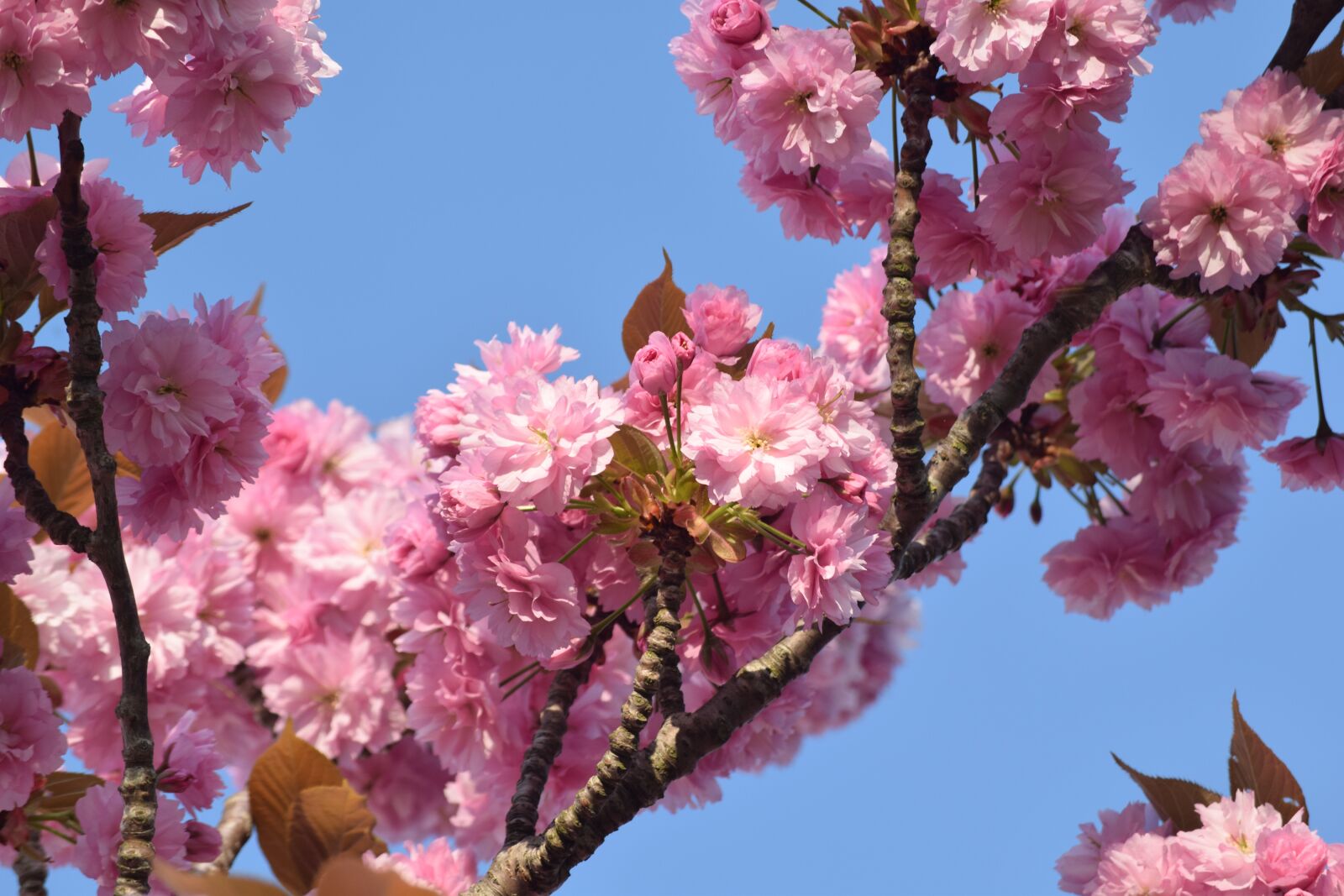 Nikon D3300 sample photo. Hellevoetsluis, blossom, flowers photography