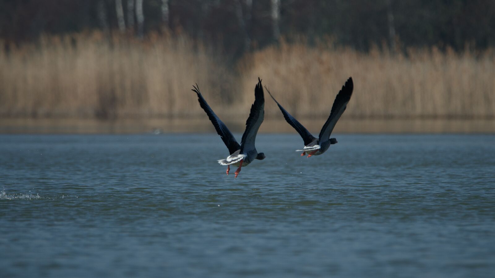150-600mm F5-6.3 DG OS HSM | Contemporary 015 sample photo. Bird, flight, start photography