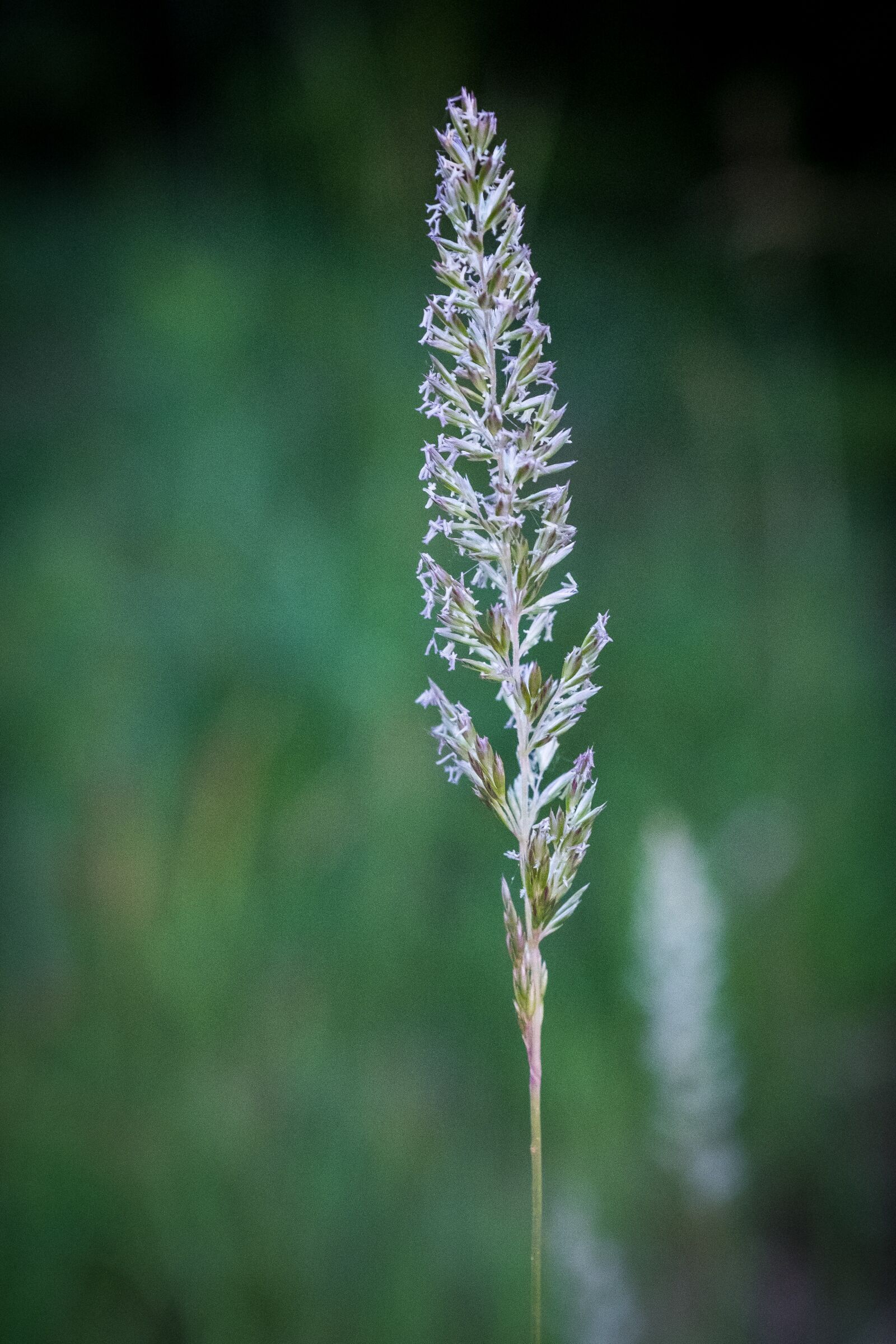 Fujifilm X-T2 sample photo. Grass, ear, plant photography