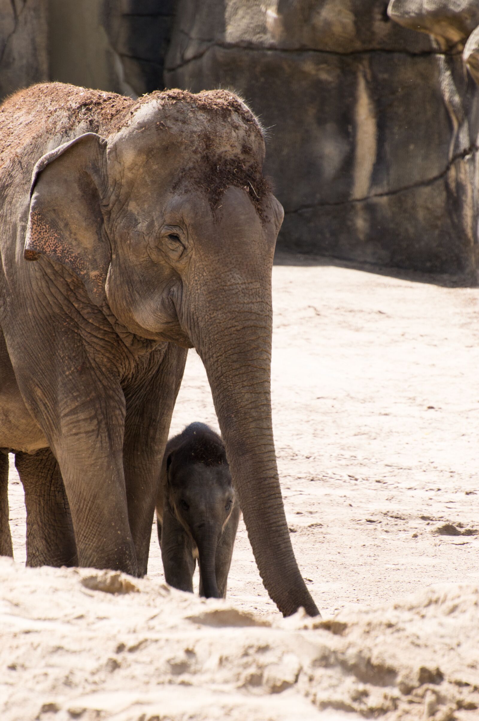 Nikon D3200 sample photo. Elephant, baby elephant, baby photography