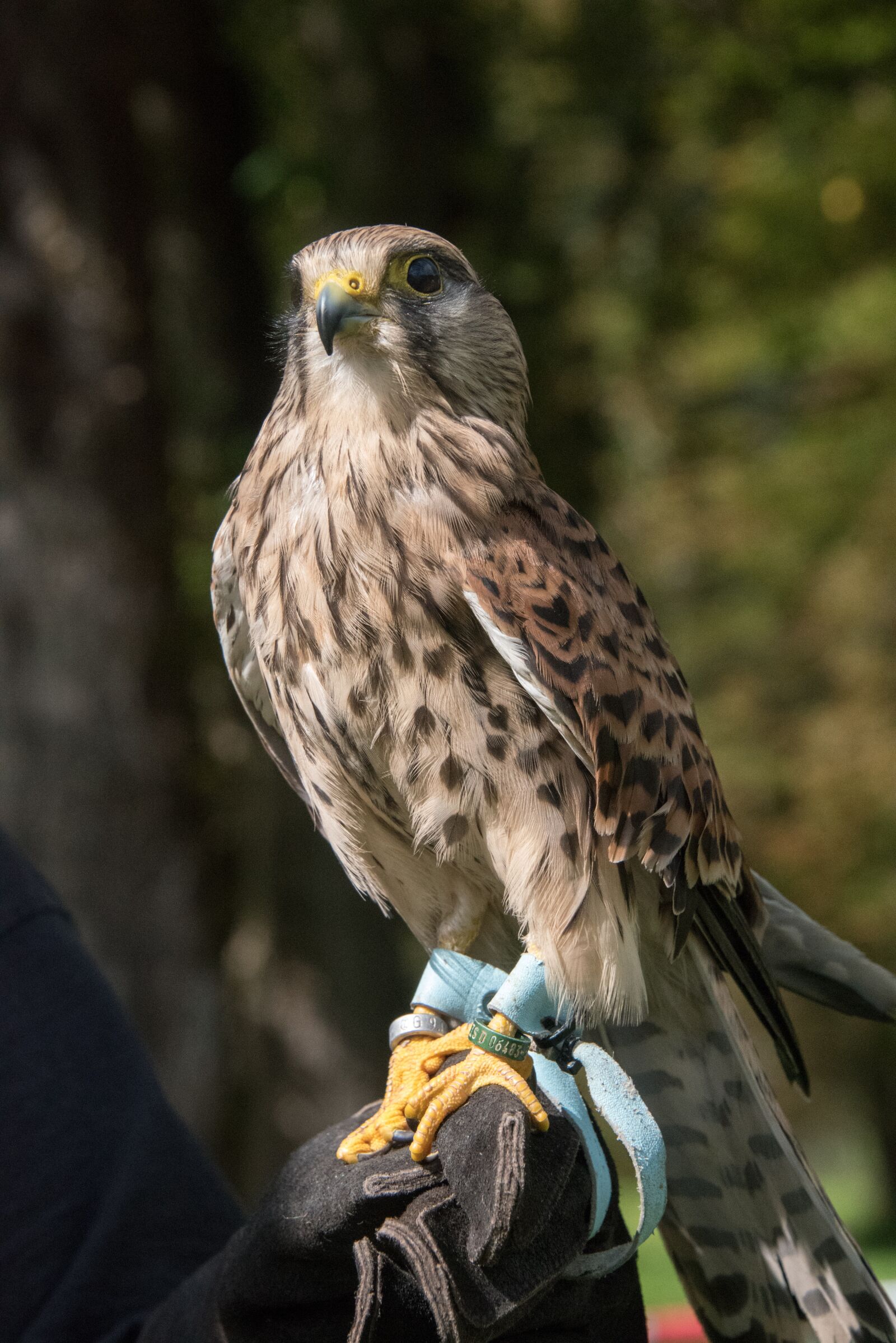 Nikon D750 sample photo. Kestrel, fountain valley, kerbl photography