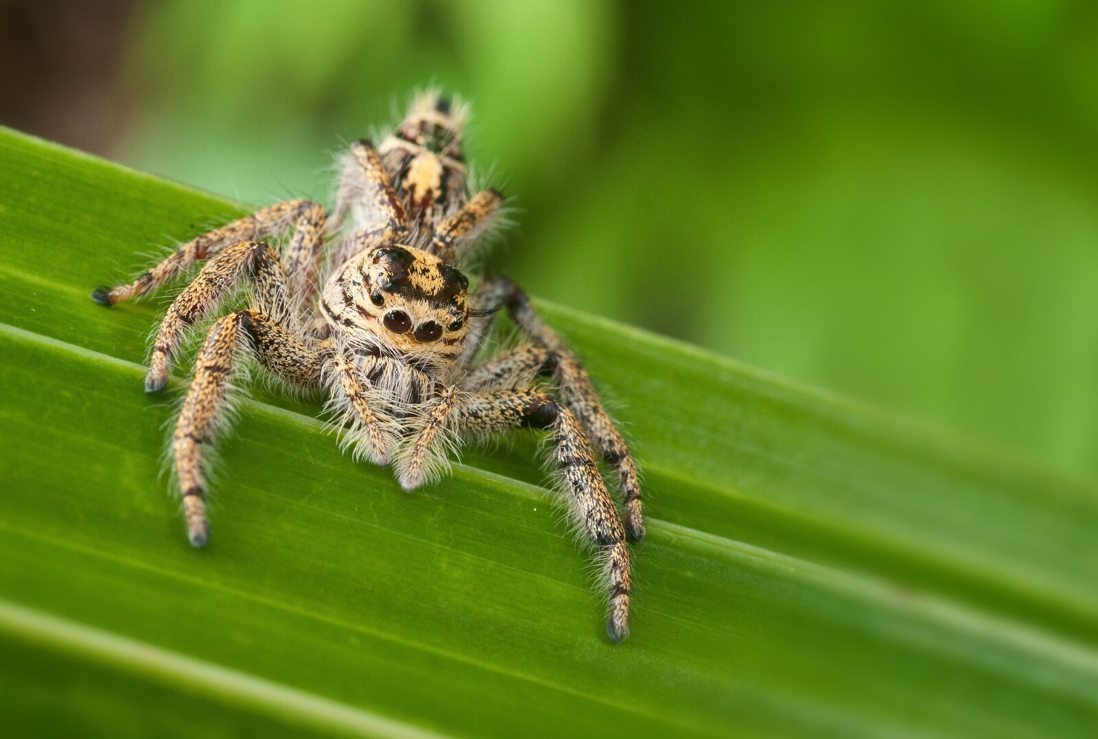 Nikon D3X sample photo. Nature, insect, spider photography