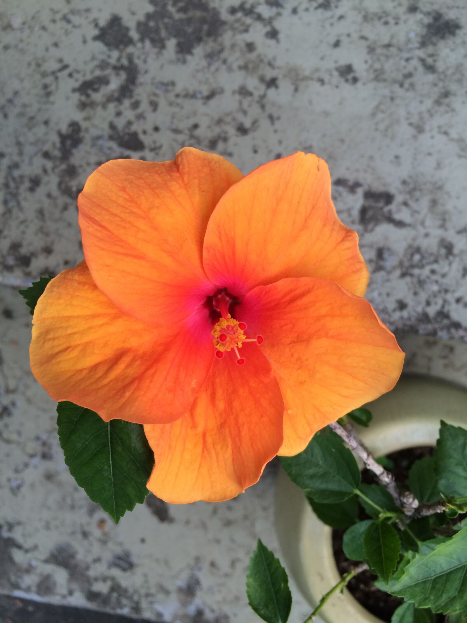 iPhone 5s back camera 4.15mm f/2.2 sample photo. Hibiscus, flower, plant photography