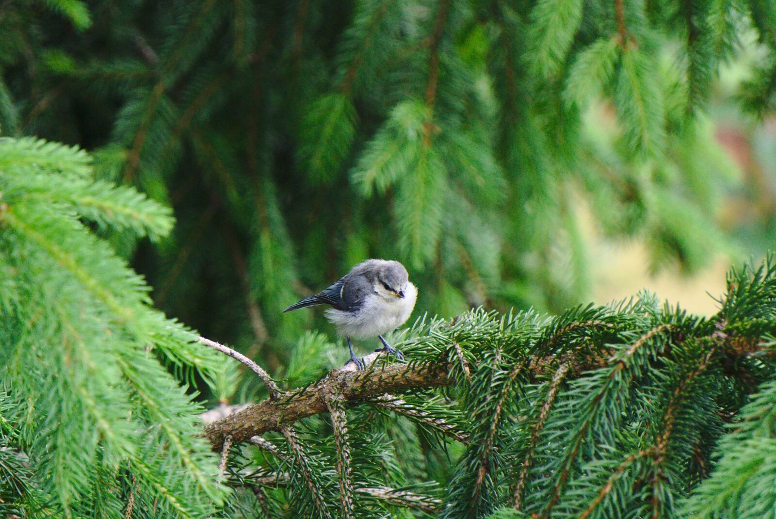 Sony E 55-210mm F4.5-6.3 OSS sample photo. Fledgling, blue tit, fir photography