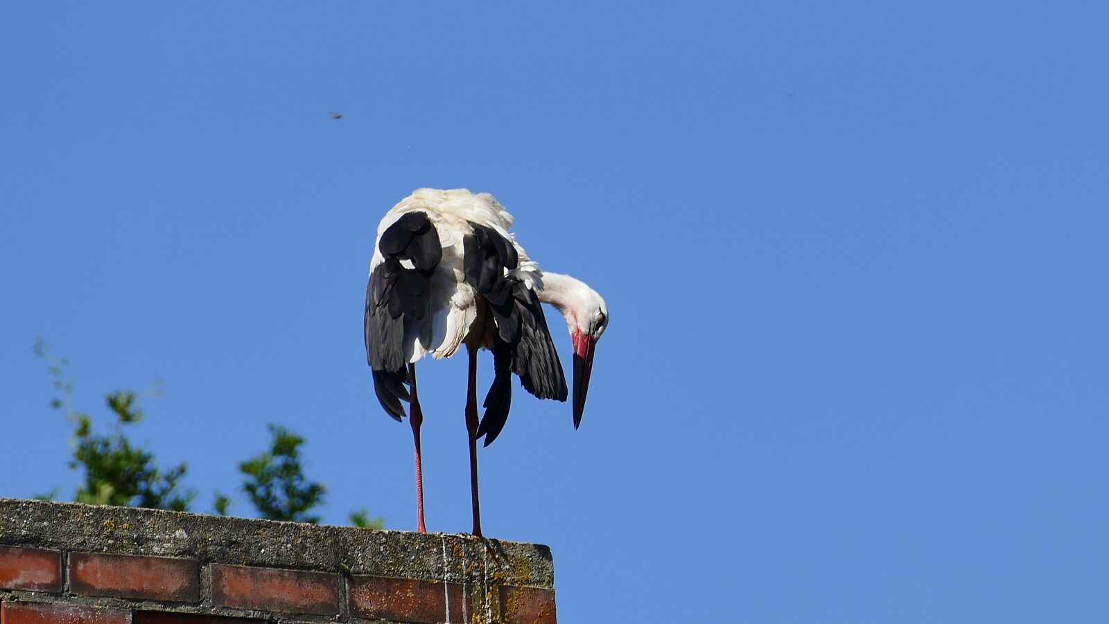 Panasonic Lumix DMC-FZ1000 sample photo. Stork, roof, ausschau photography