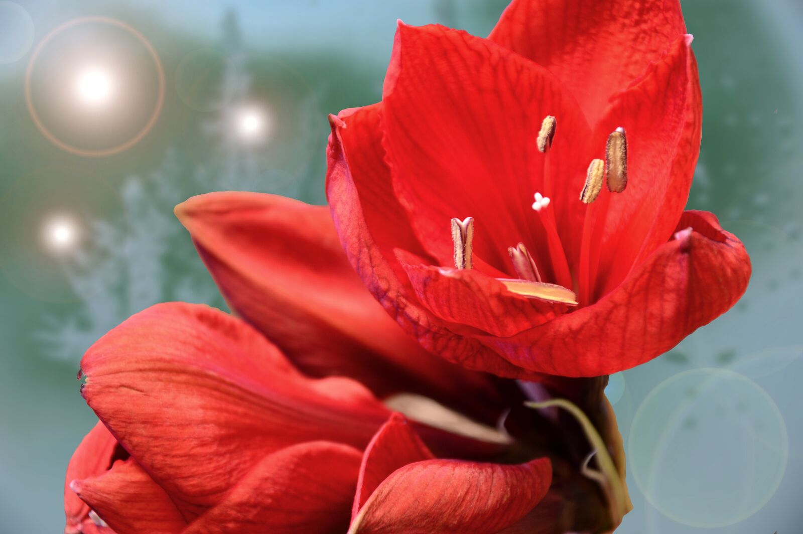 Nikon D3200 sample photo. Amaryllis, blossom, bloom photography