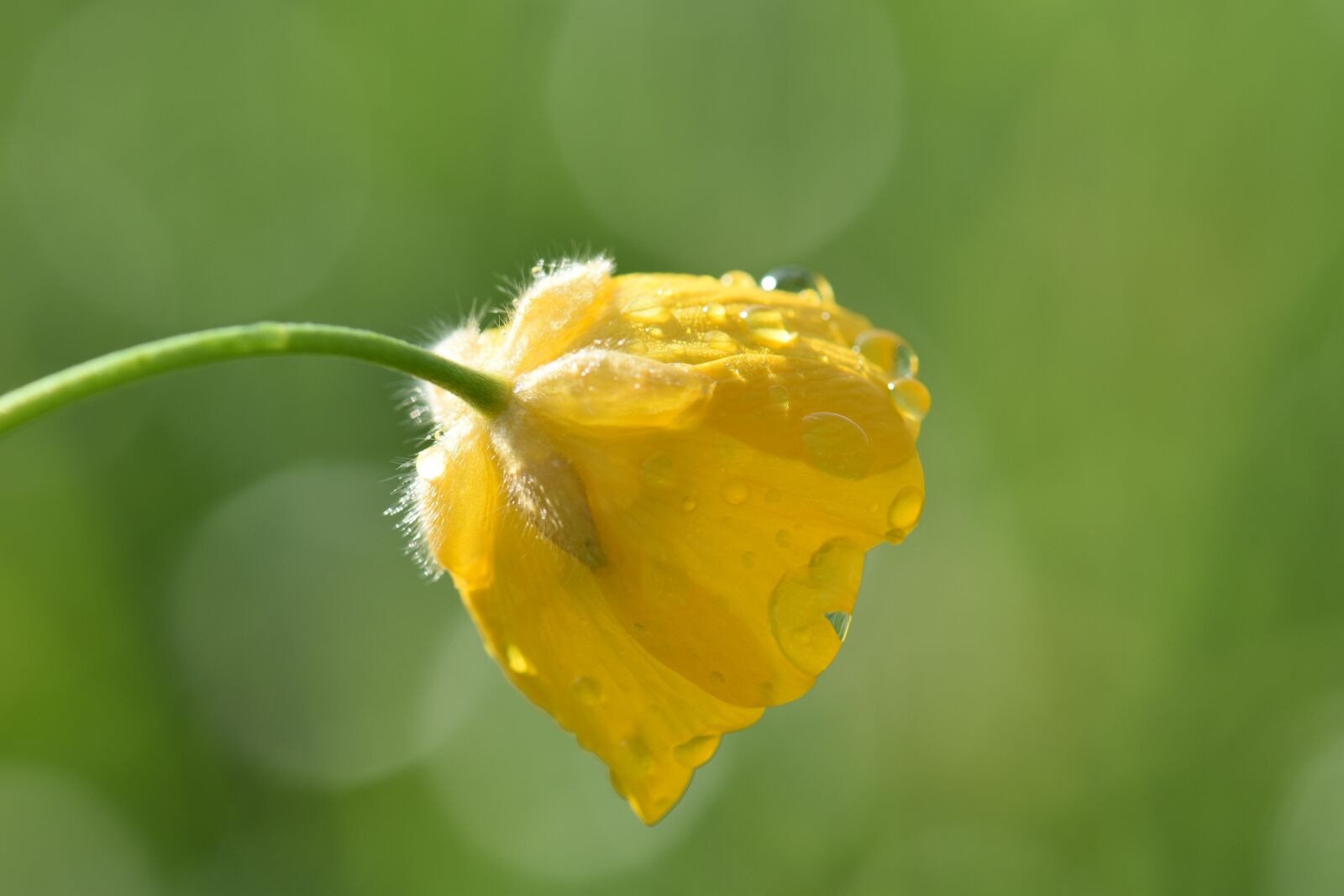 Nikon D5500 sample photo. Buttercup, meadow, plant photography