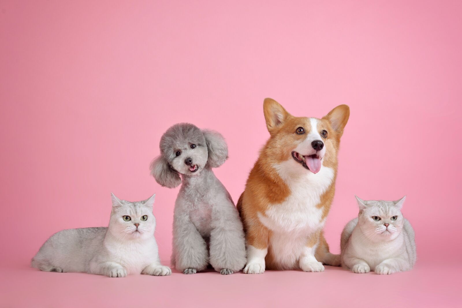 Nikon D610 sample photo. Pets, cute, cat photography