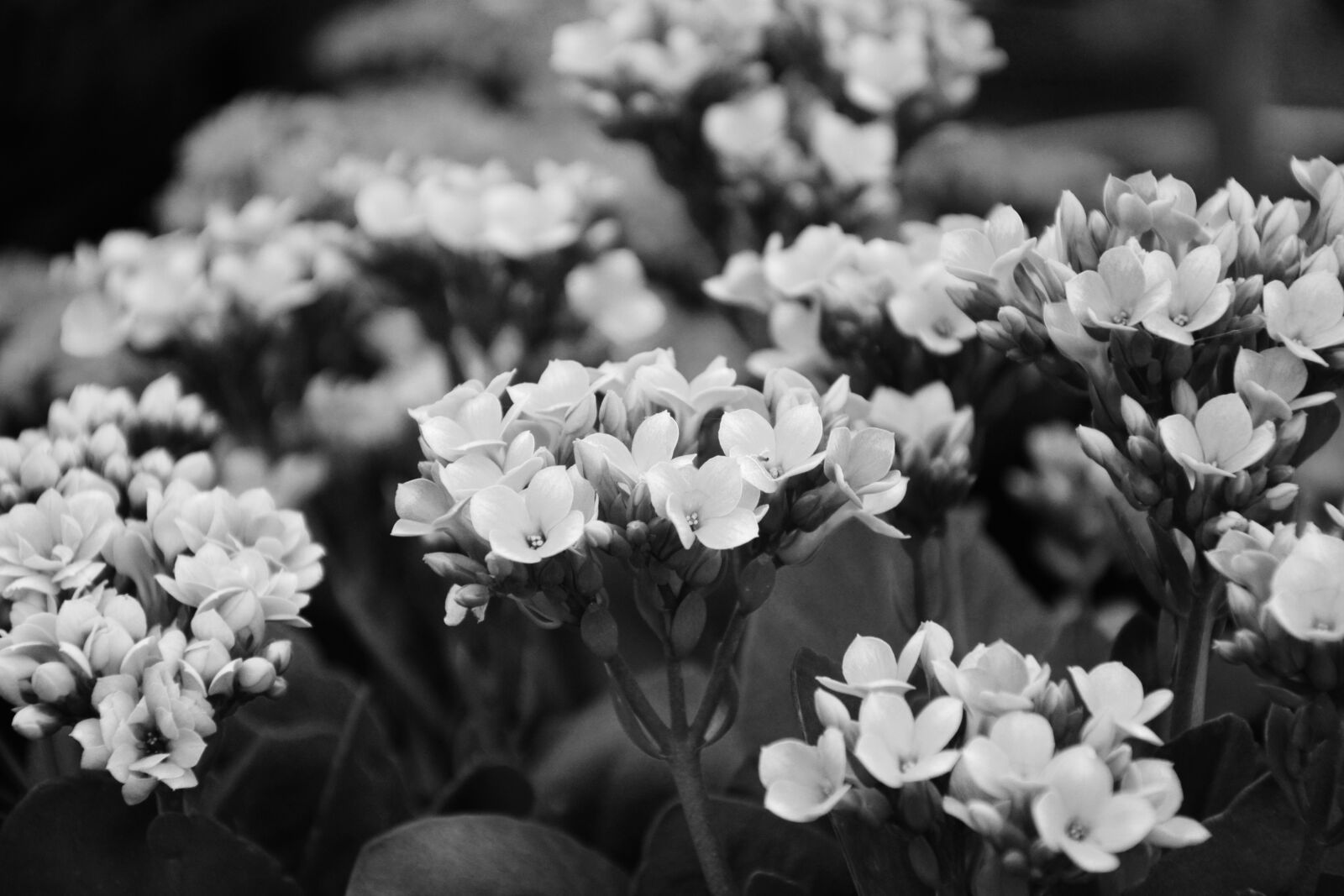 Nikon D5200 sample photo. Flowers, photo black white photography